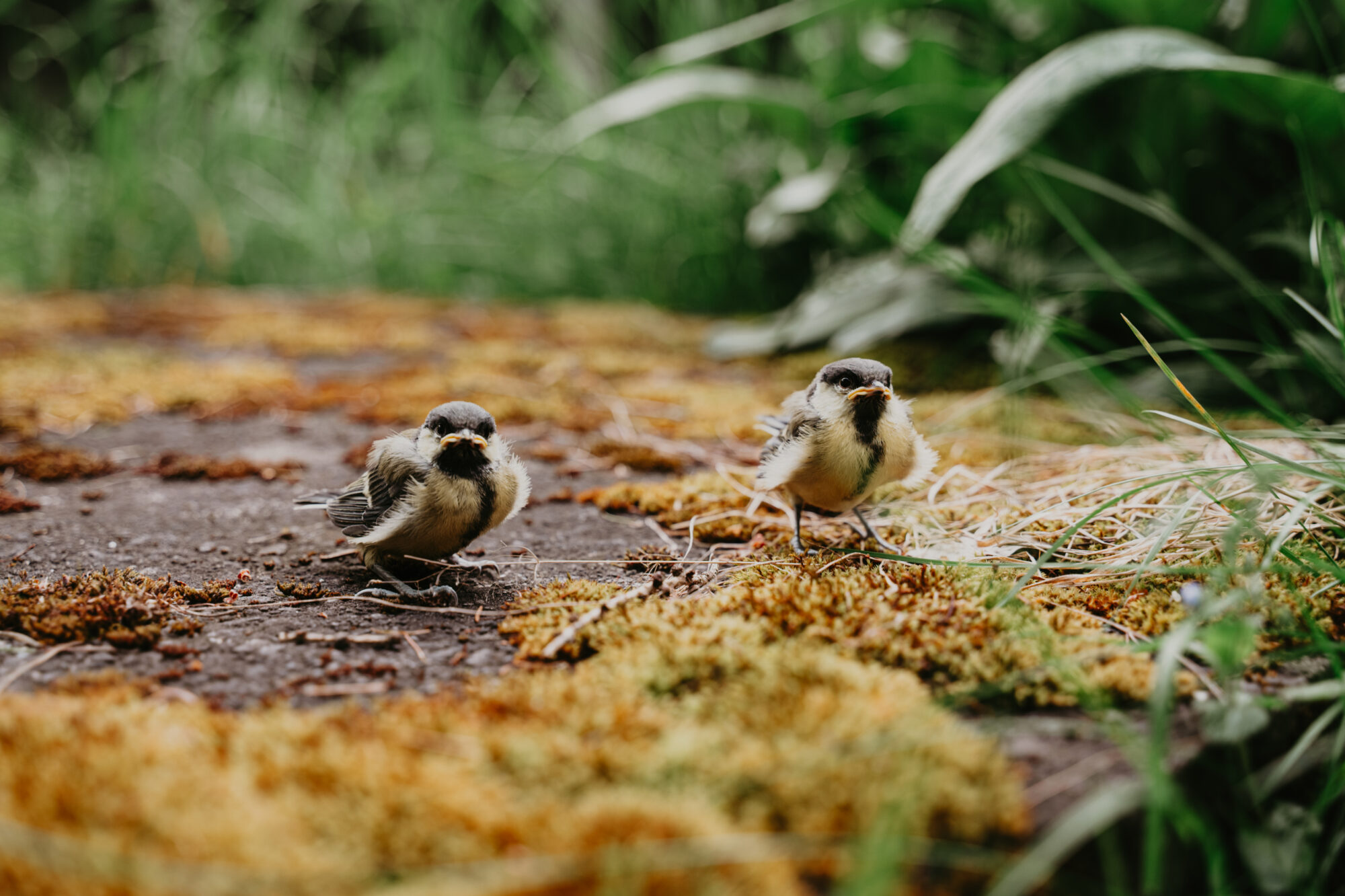 Valokuvaaja: Eveliina Sinkkonen Valokuvaaja: Eveliina Sinkkonen