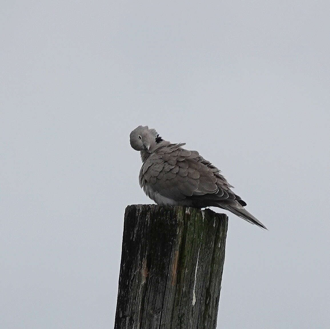 Valokuvaaja: Raija Oksanen