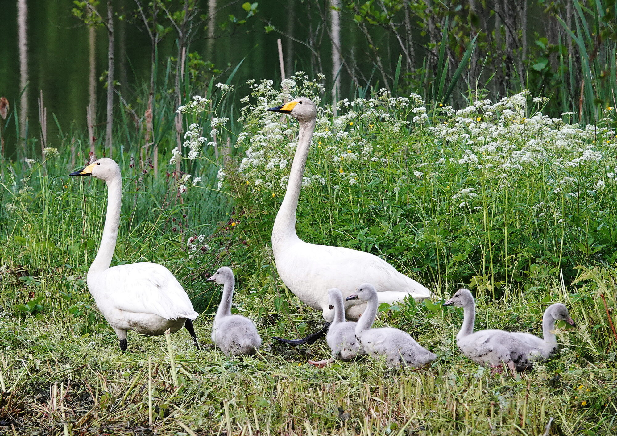 Valokuvaaja: Raija Oksanen