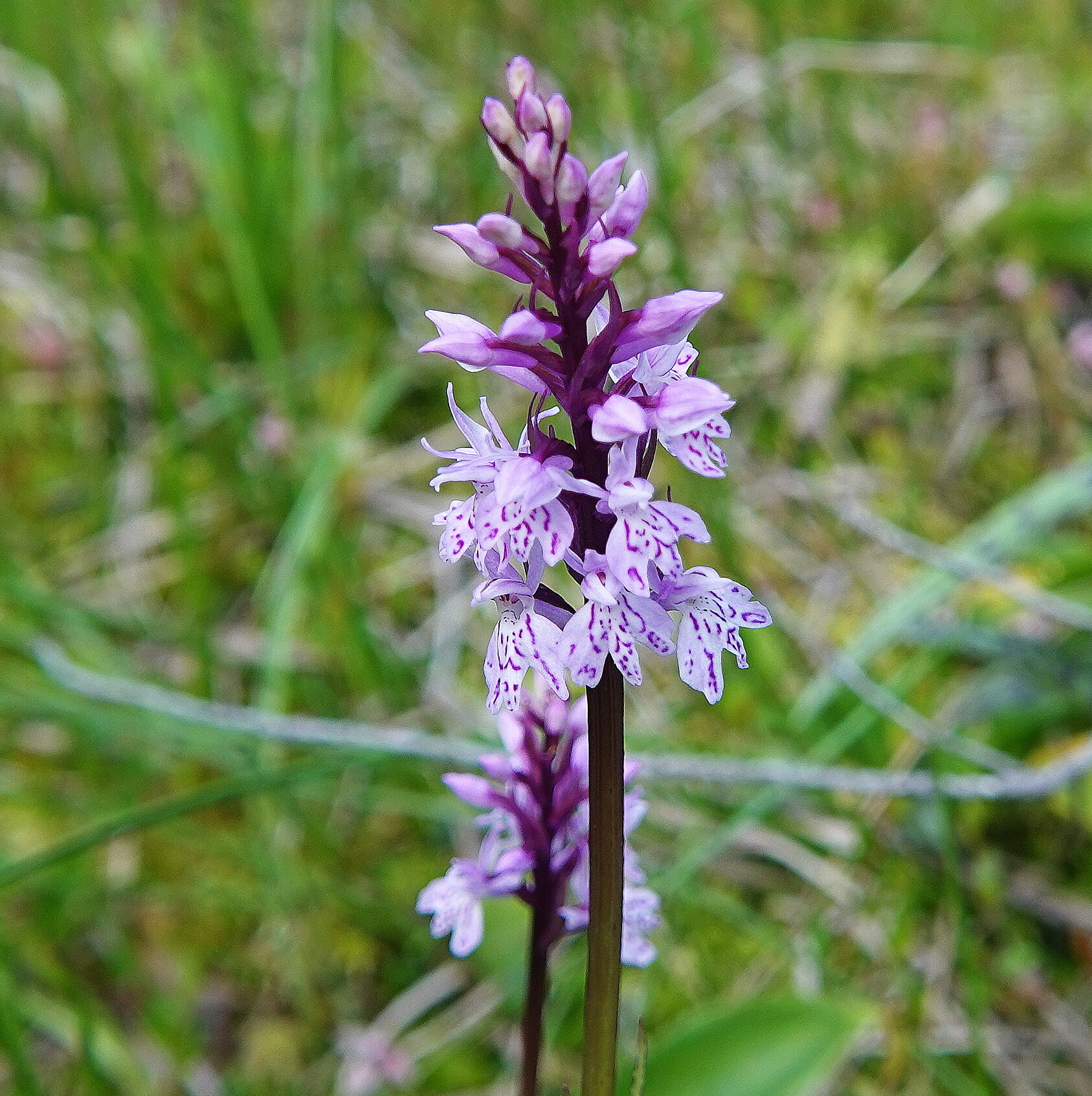 Valokuvaaja: Raija Oksanen Valokuvaaja: Raija Oksanen
