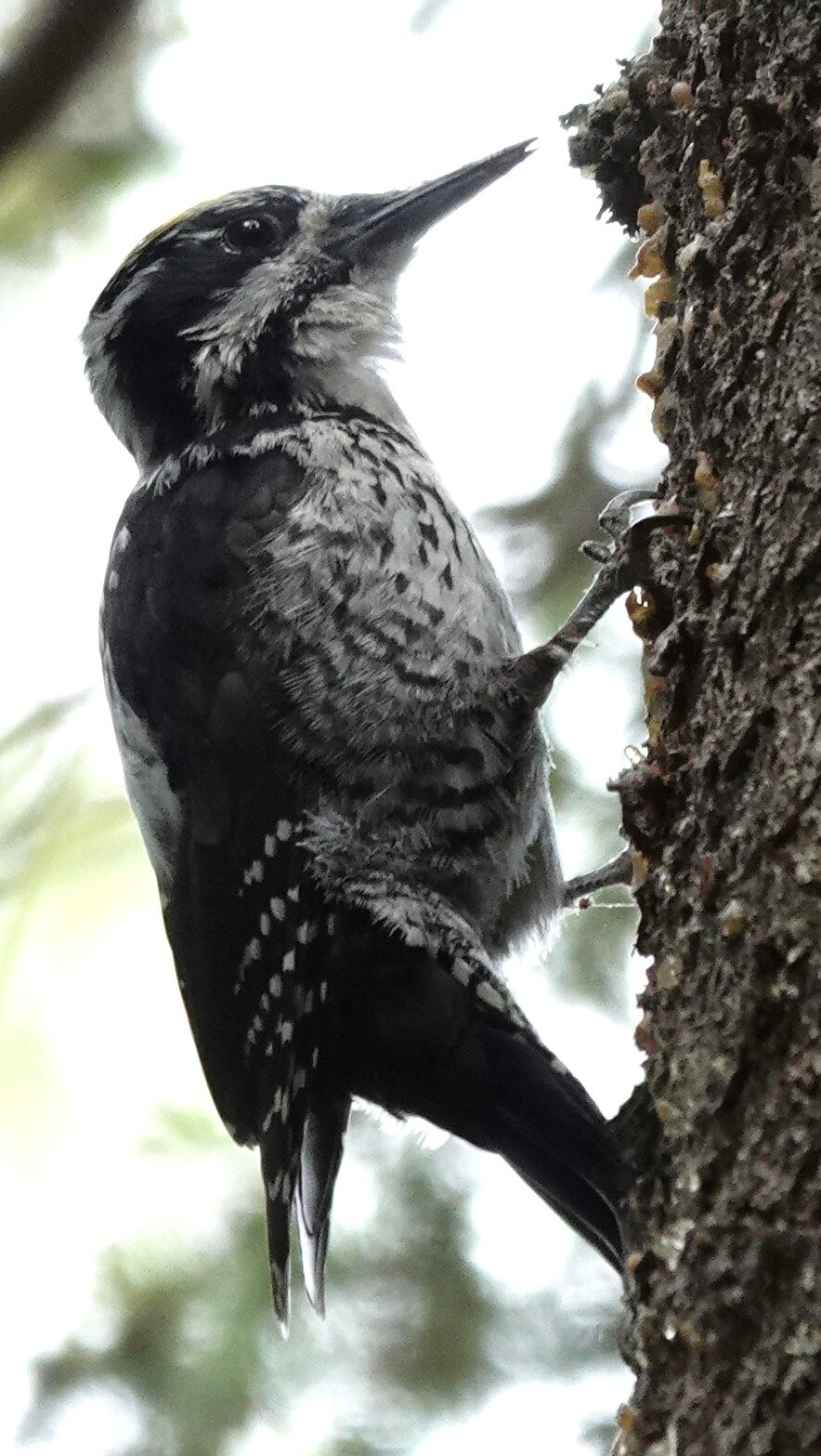 Valokuvaaja: Kaarina Heiskanen Valokuvaaja: Kaarina Heiskanen