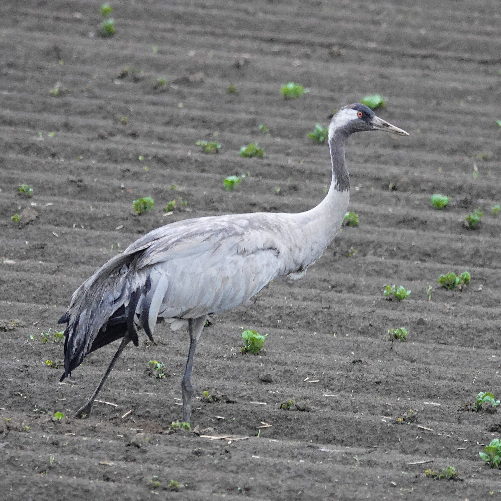 Valokuvaaja: Raija Oksanen