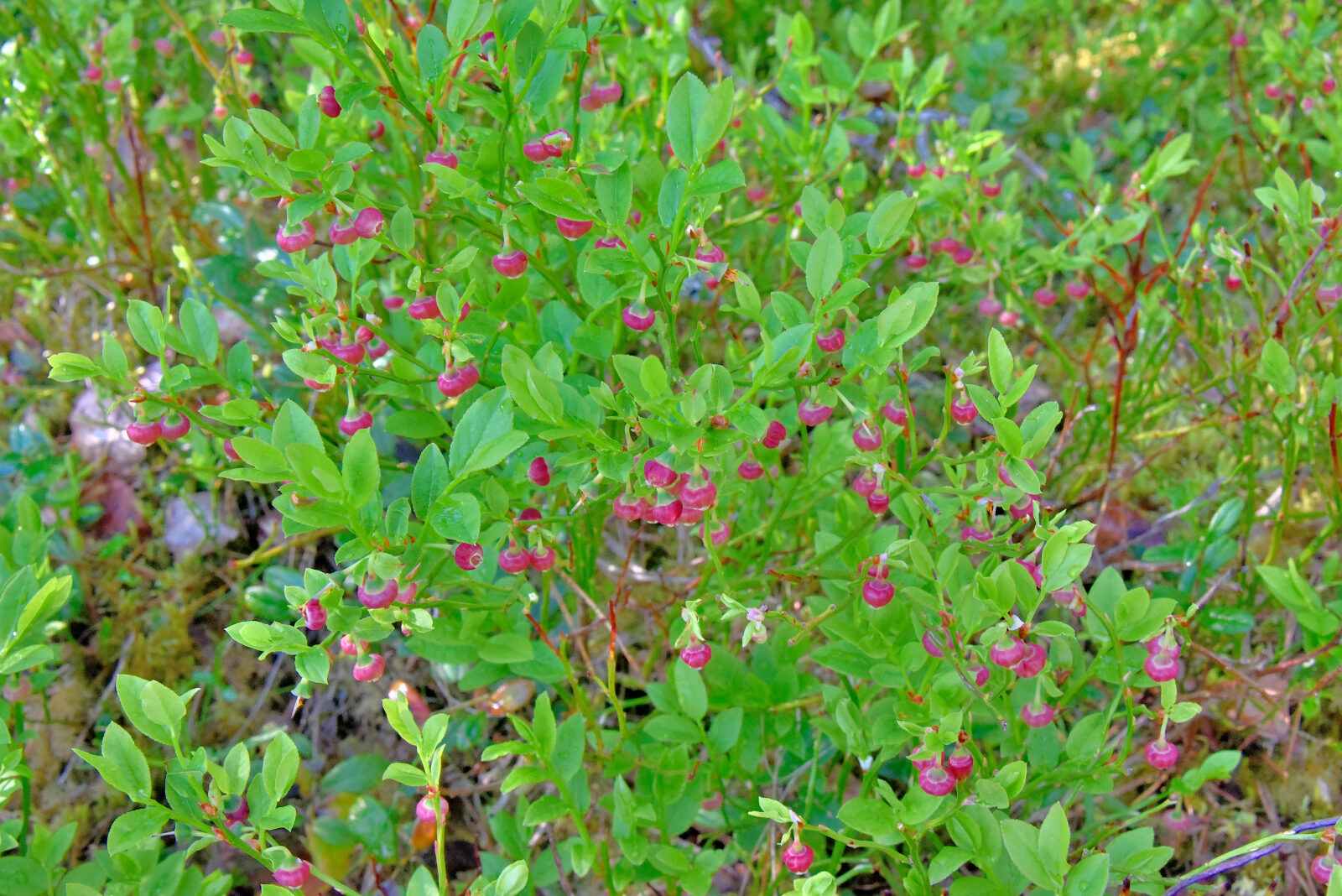Valokuvaaja: Reijo Juurinen