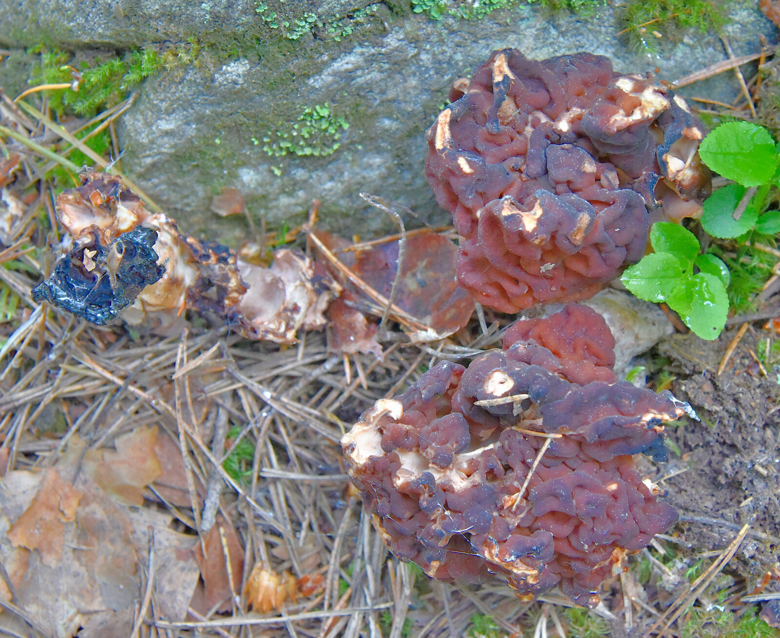 Valokuvaaja: Reijo Juurinen