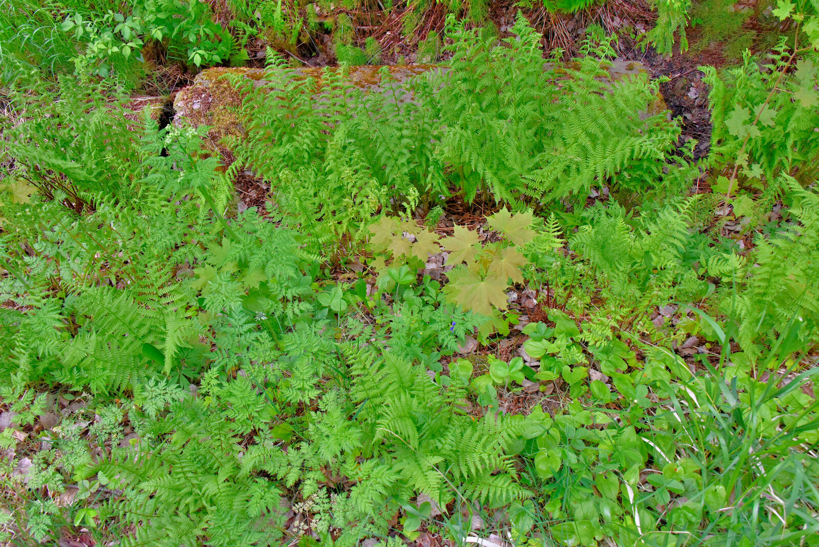 Valokuvaaja: Reijo Juurinen