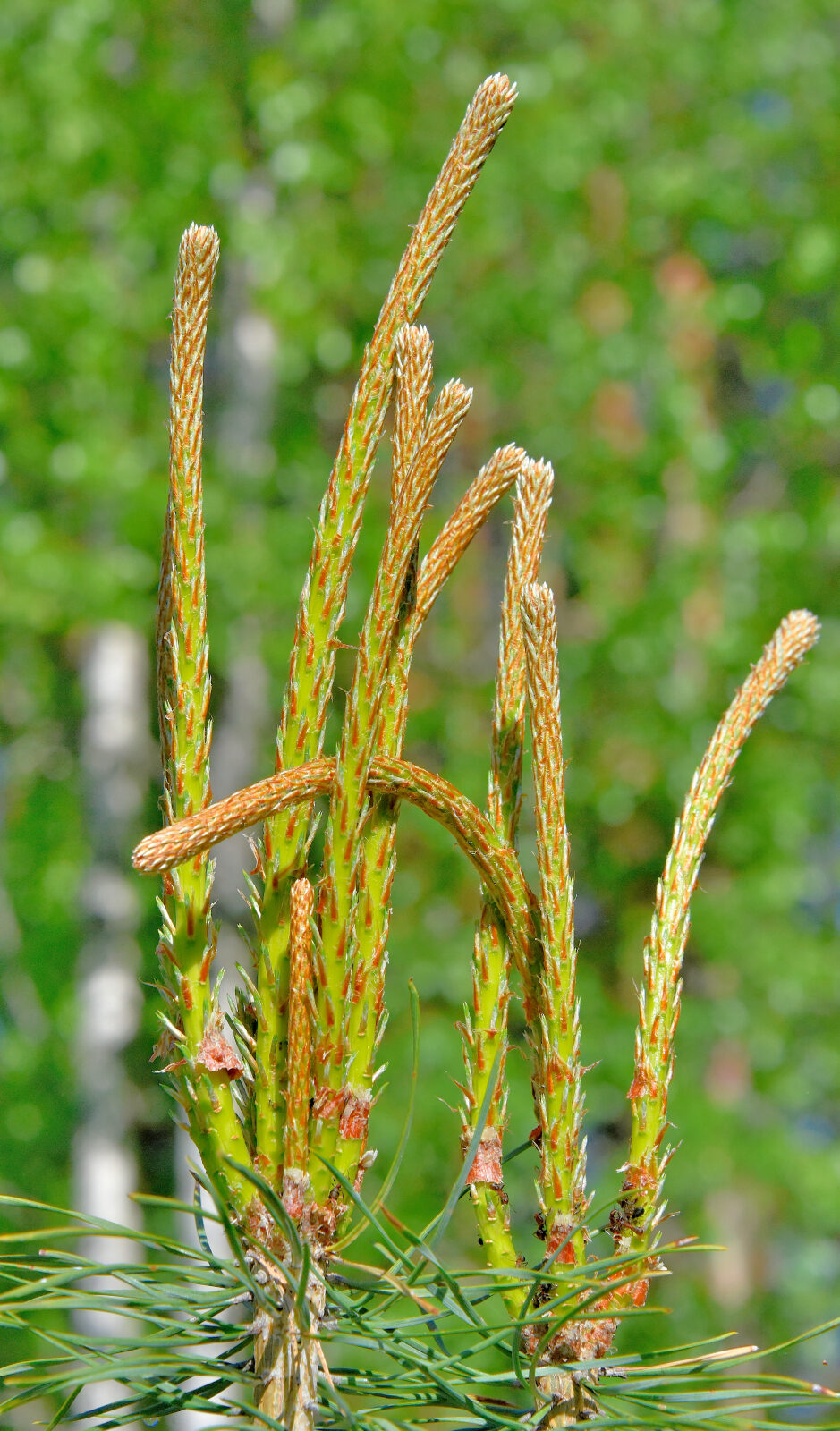 Valokuvaaja: Reijo Juurinen