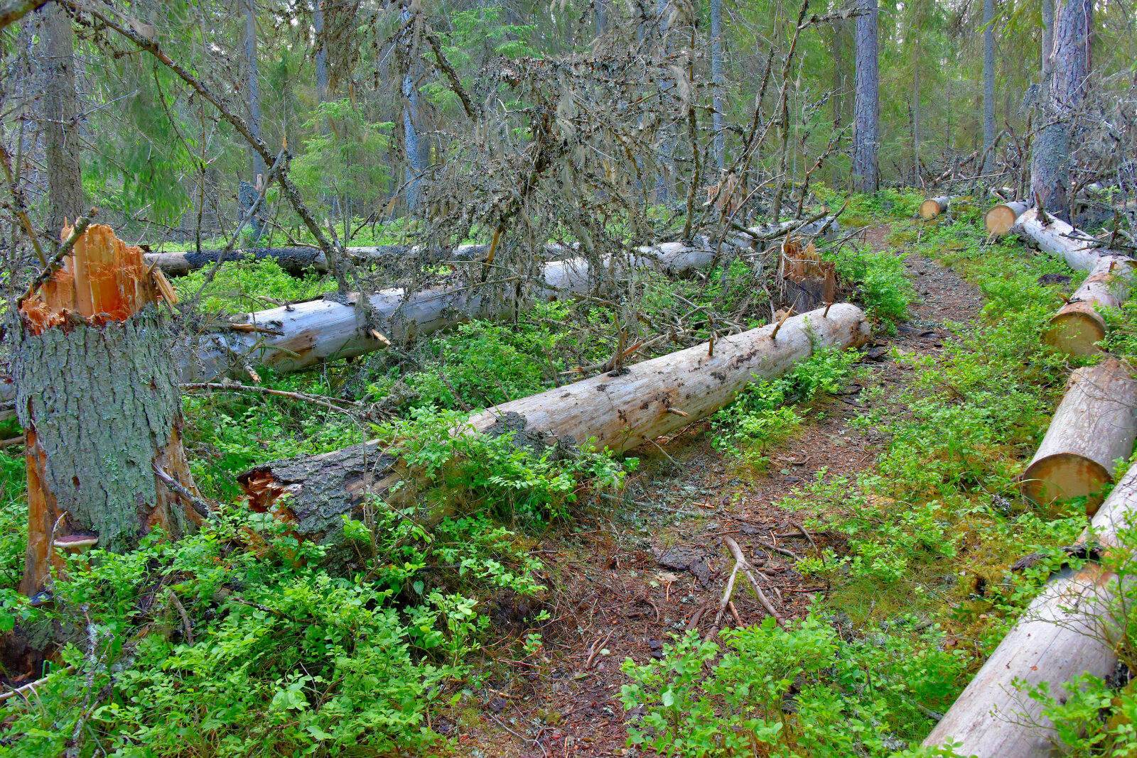 Valokuvaaja: Reijo Juurinen