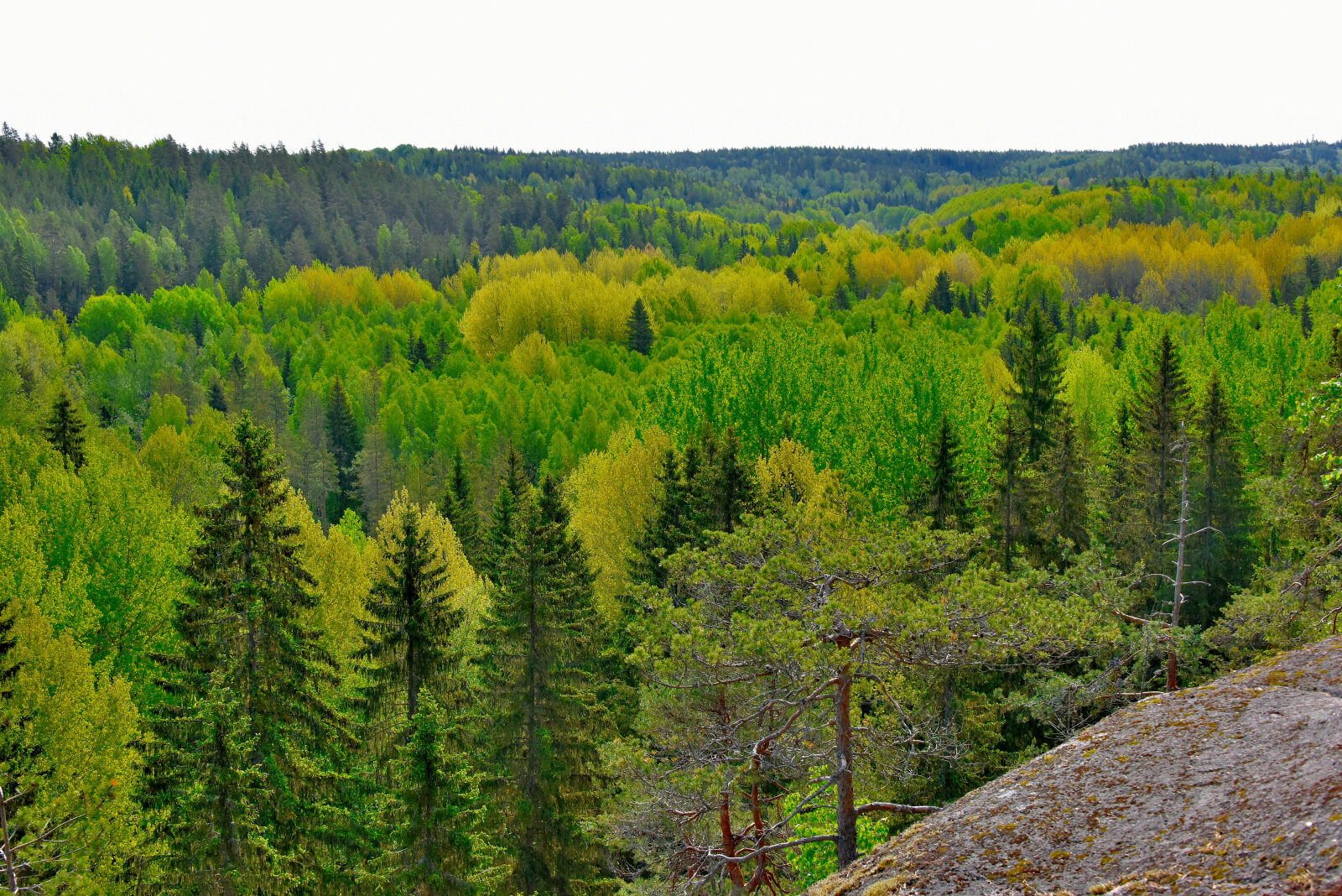 Valokuvaaja: Reijo Juurinen