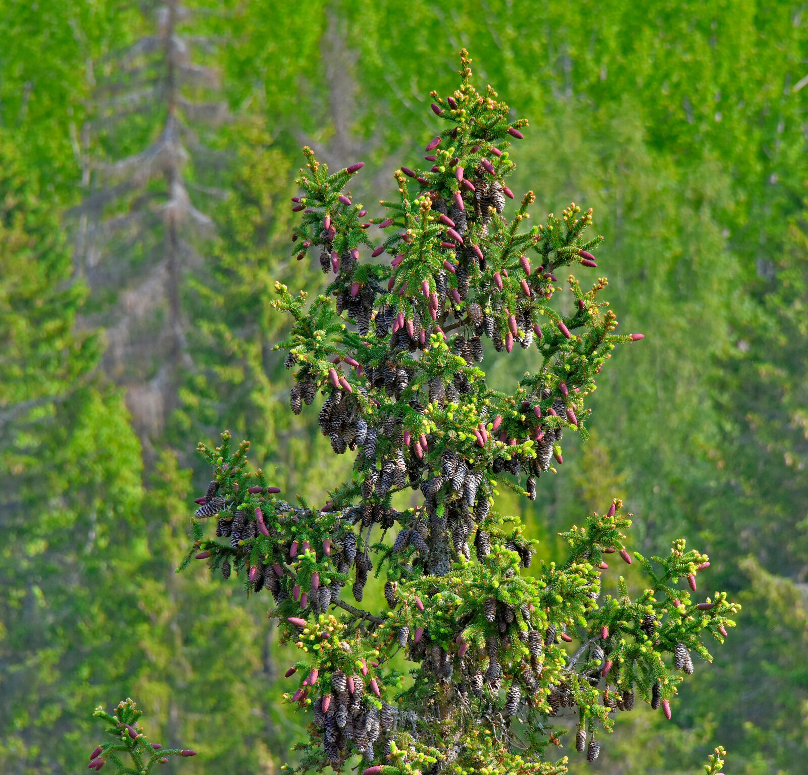 Valokuvaaja: Reijo Juurinen