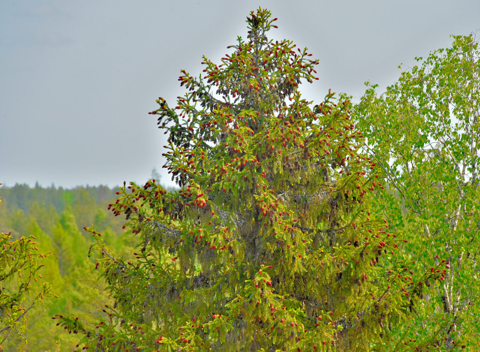 Valokuvaaja: Reijo Juurinen