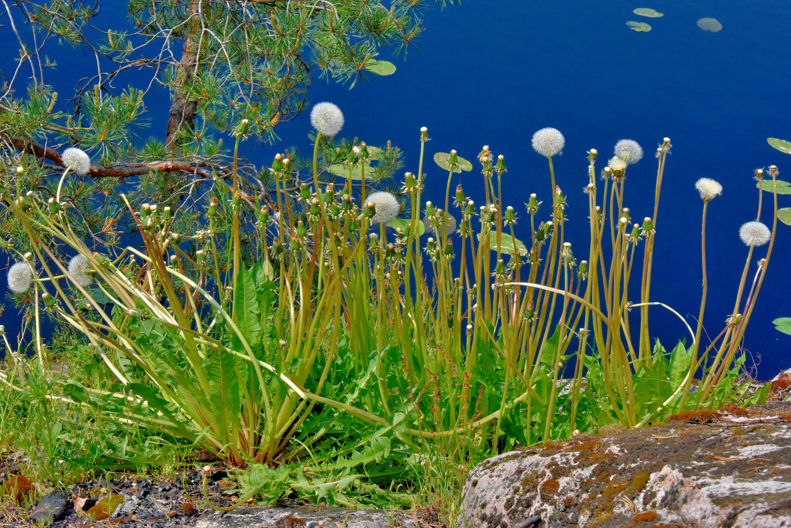 Valokuvaaja: Reijo Juurinen