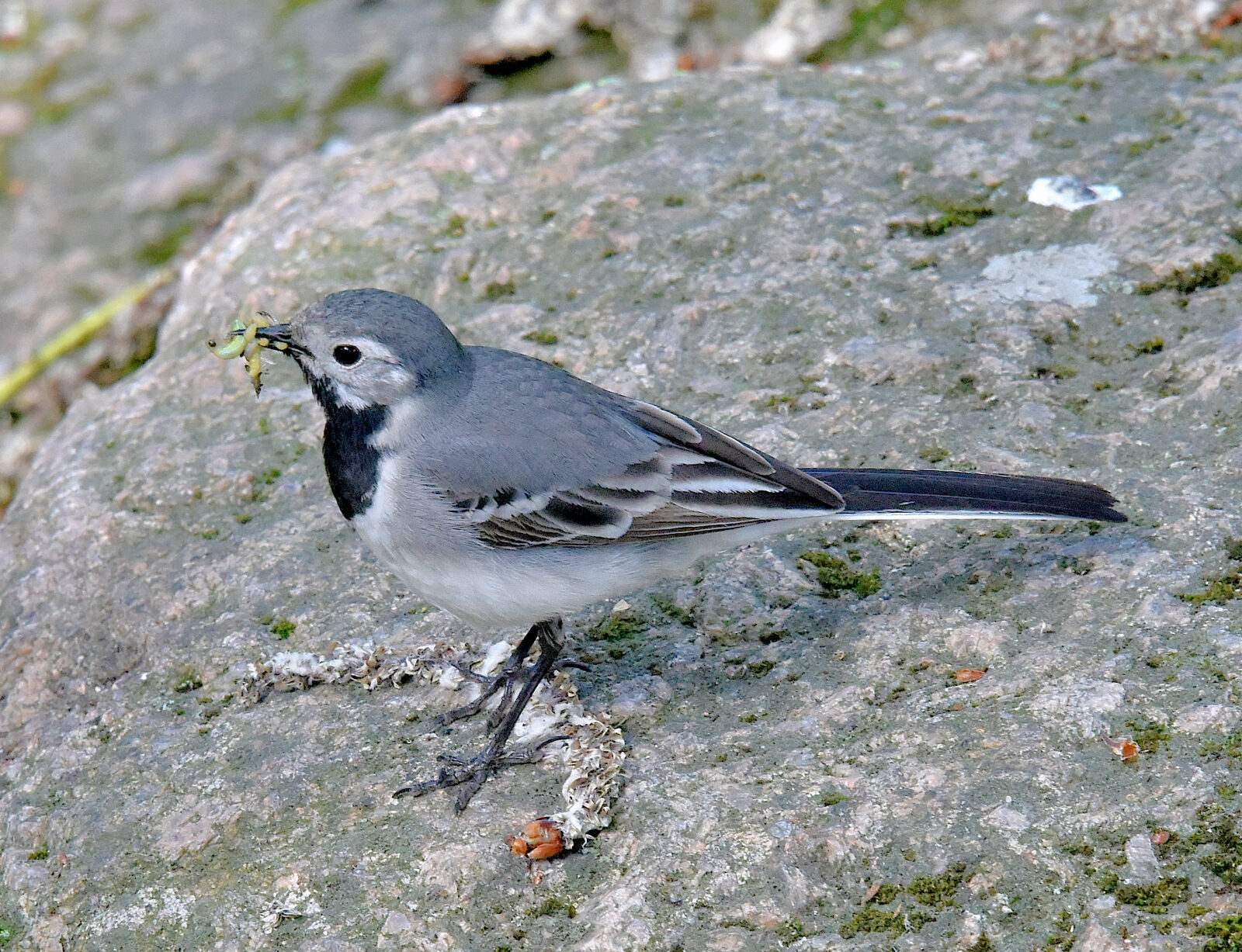 Valokuvaaja: Reijo Juurinen