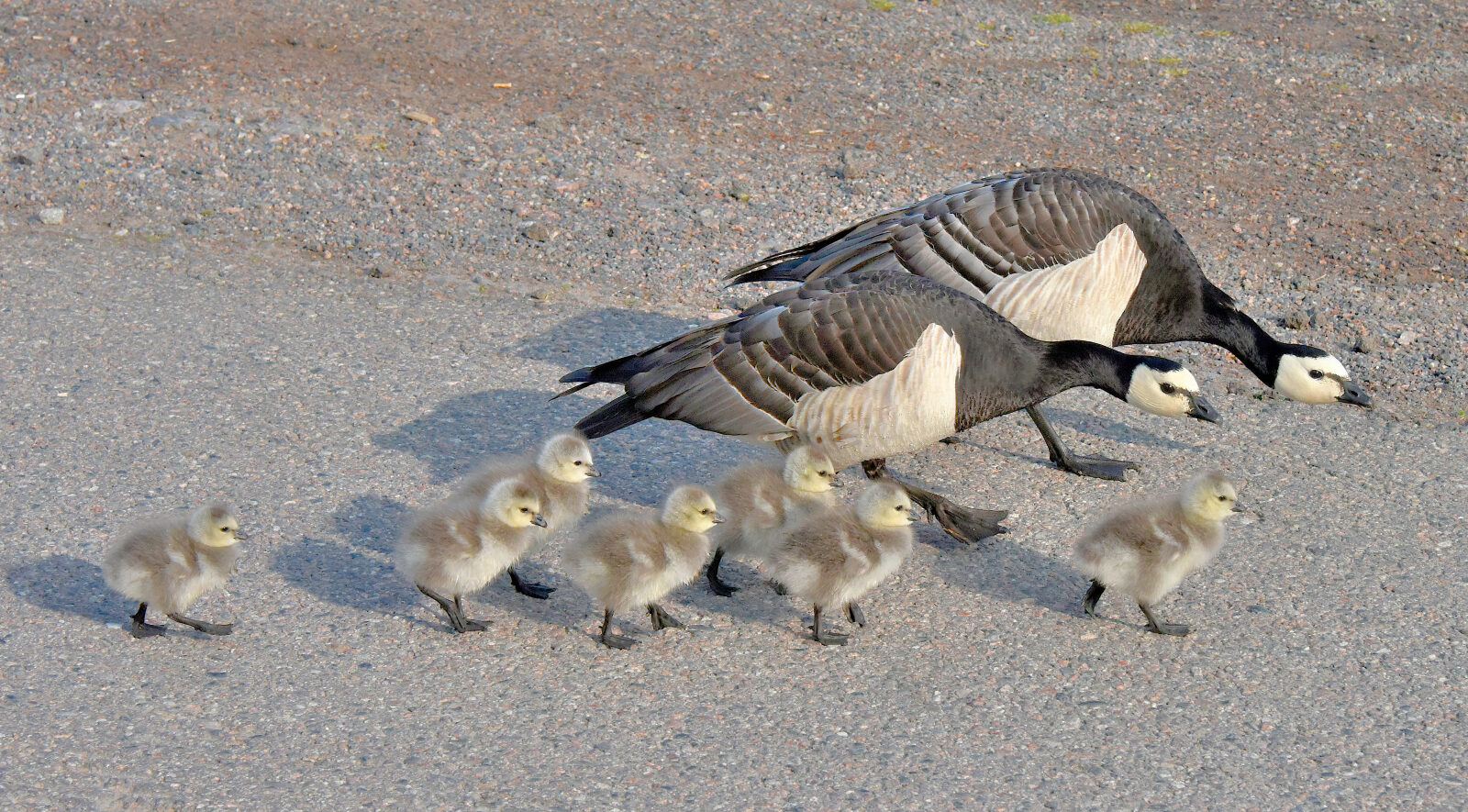 Valokuvaaja: Reijo Juurinen