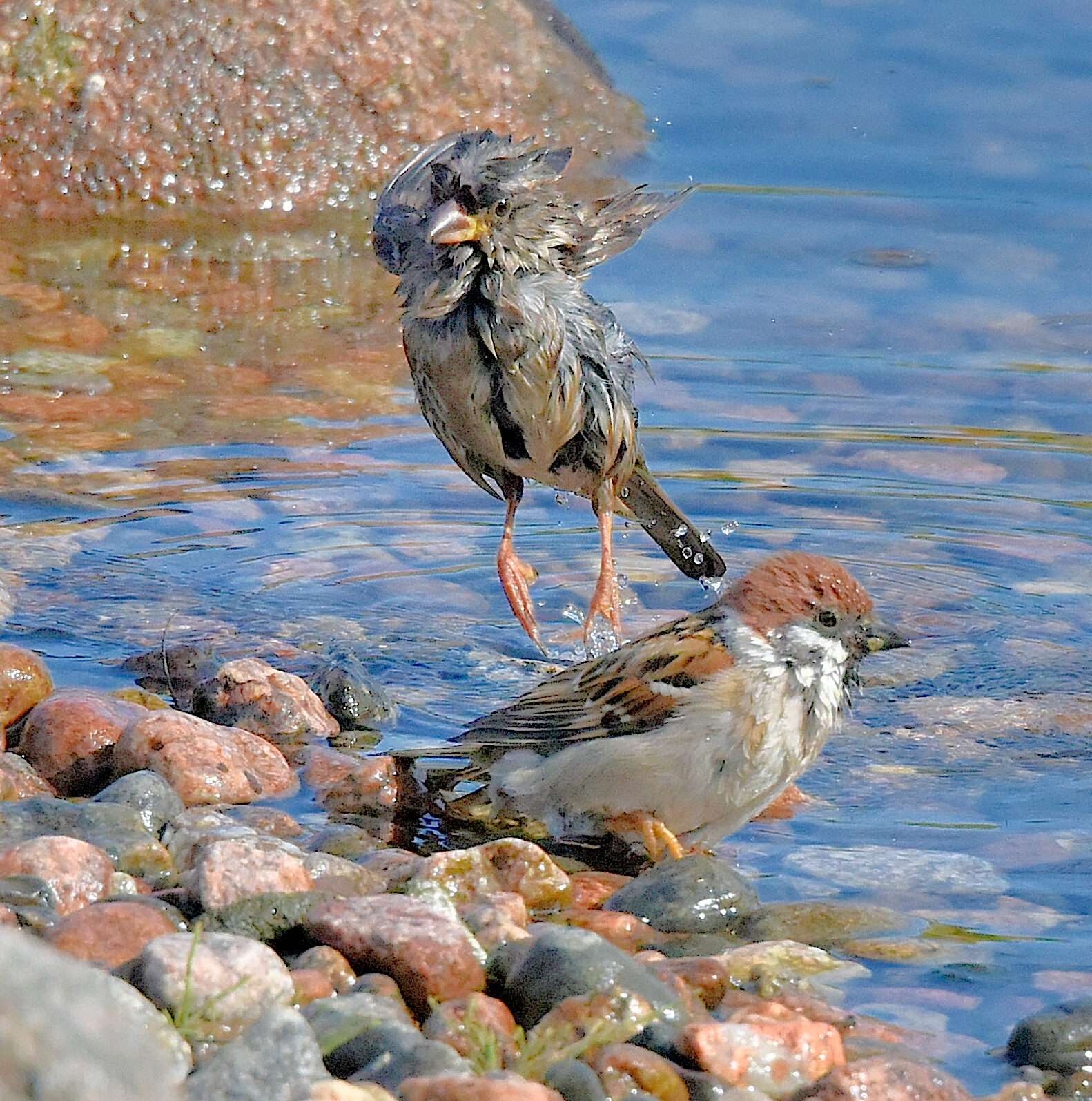 Valokuvaaja: Reijo Juurinen Valokuvaaja: Reijo Juurinen