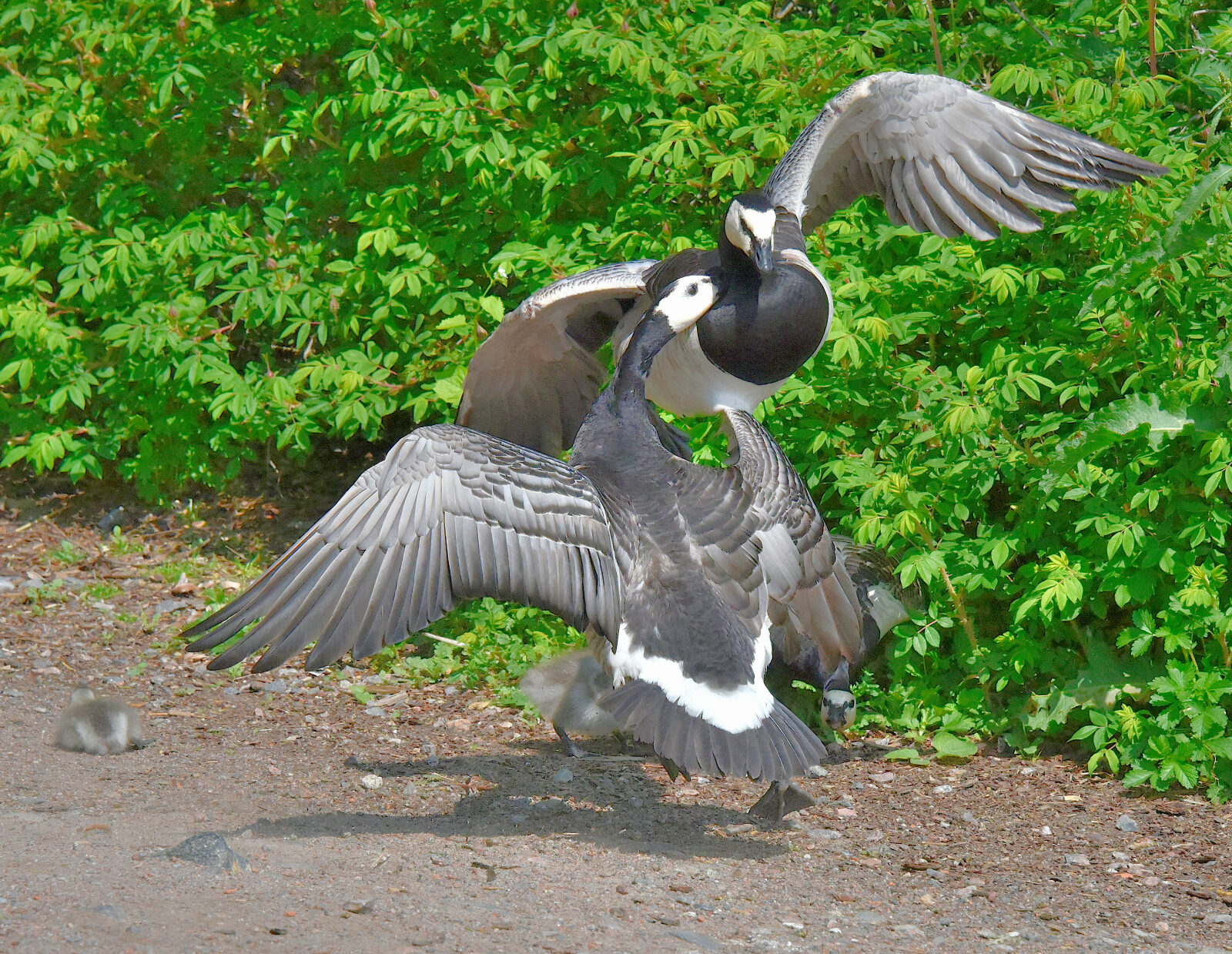 Valokuvaaja: Reijo Juurinen