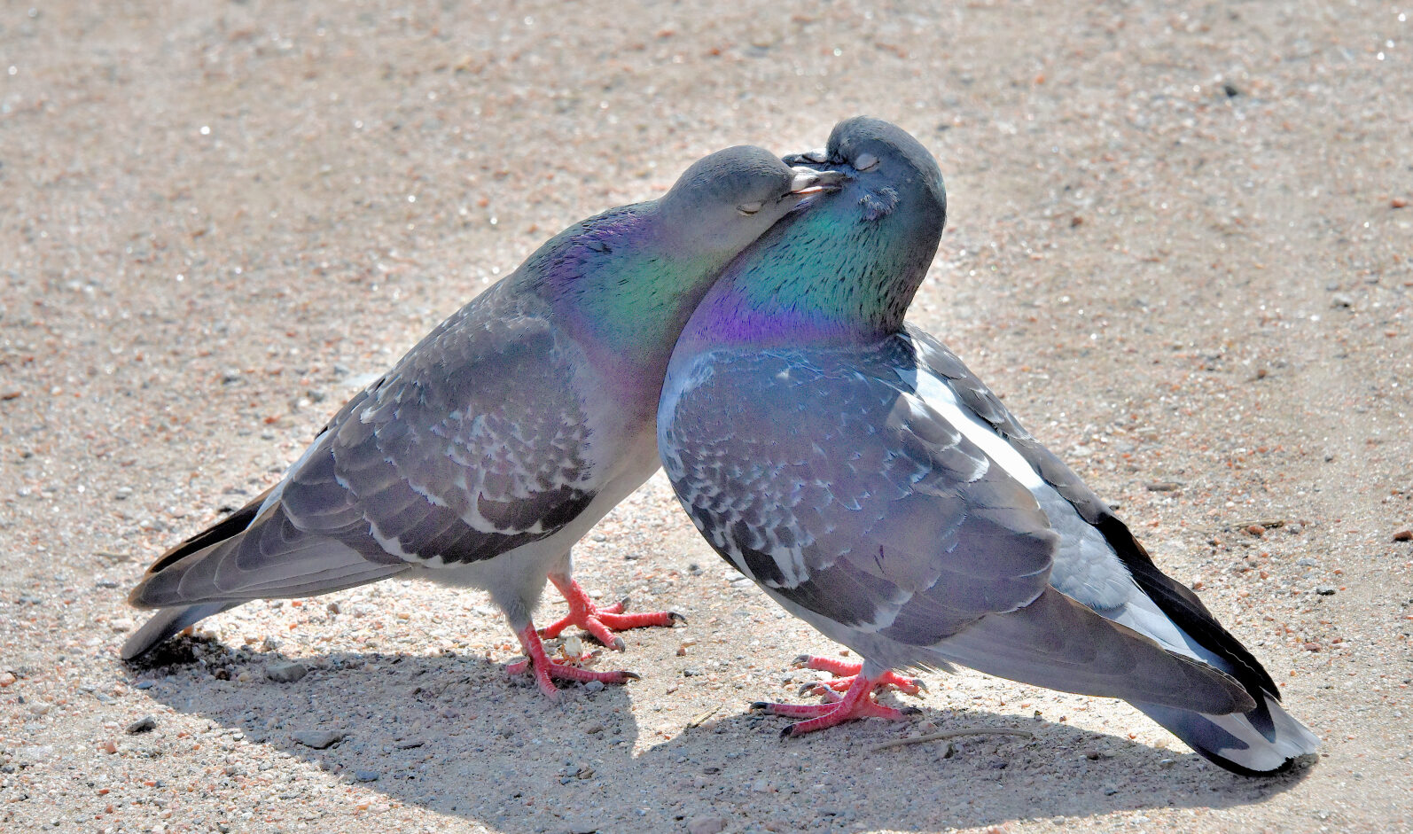 Valokuvaaja: Reijo Juurinen Valokuvaaja: Reijo Juurinen