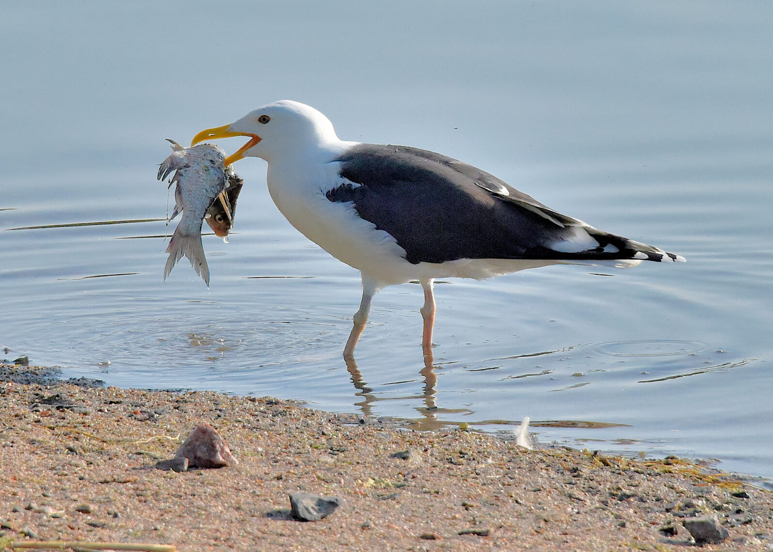 Valokuvaaja: Reijo Juurinen Valokuvaaja: Reijo Juurinen