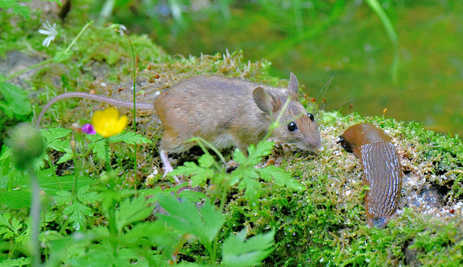 Valokuvaaja: Reijo Juurinen Valokuvaaja: Reijo Juurinen