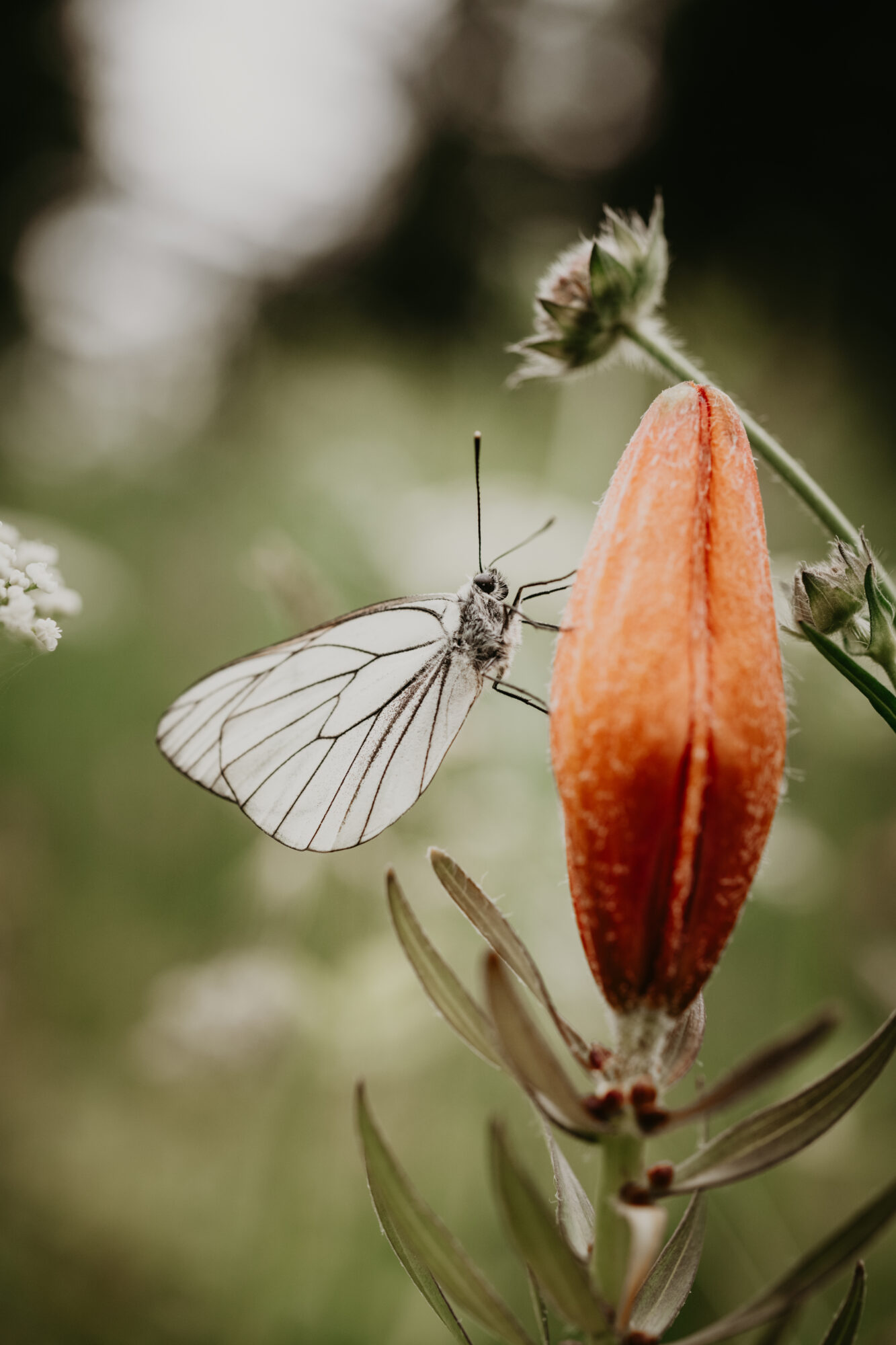 Valokuvaaja: Eveliina Sinkkonen Valokuvaaja: Eveliina Sinkkonen