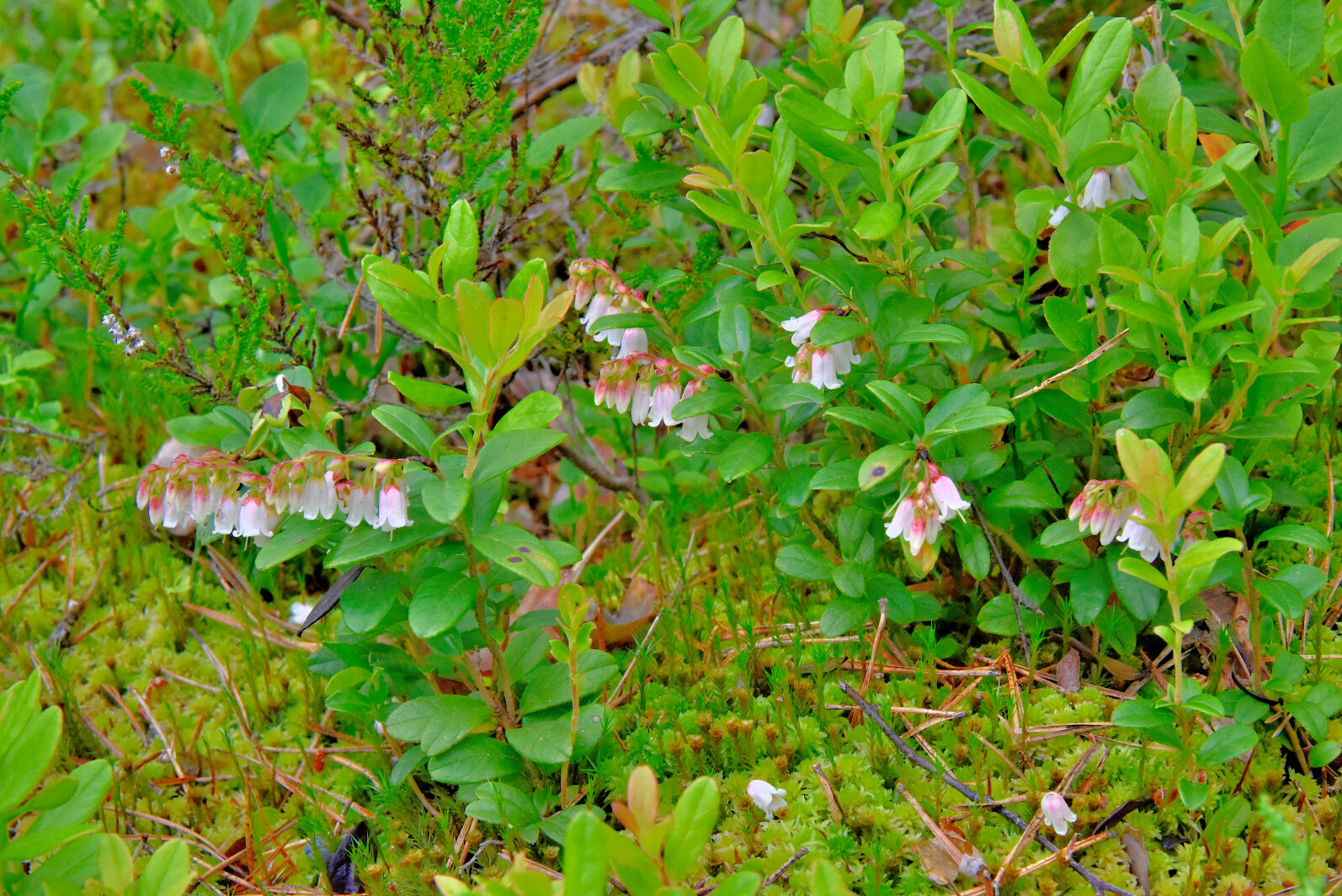 Valokuvaaja: Reijo Juurinen