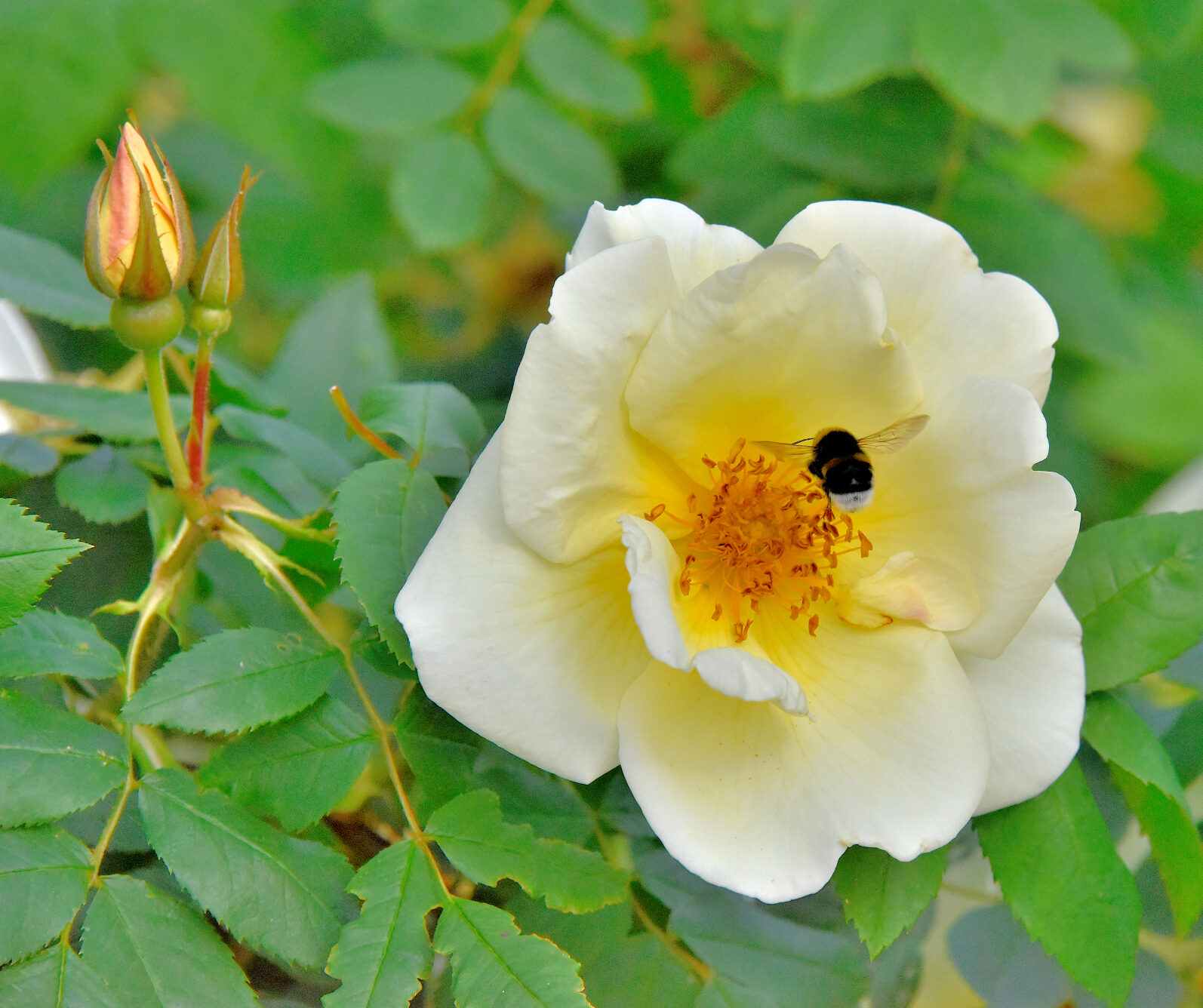 Valokuvaaja: Reijo Juurinen