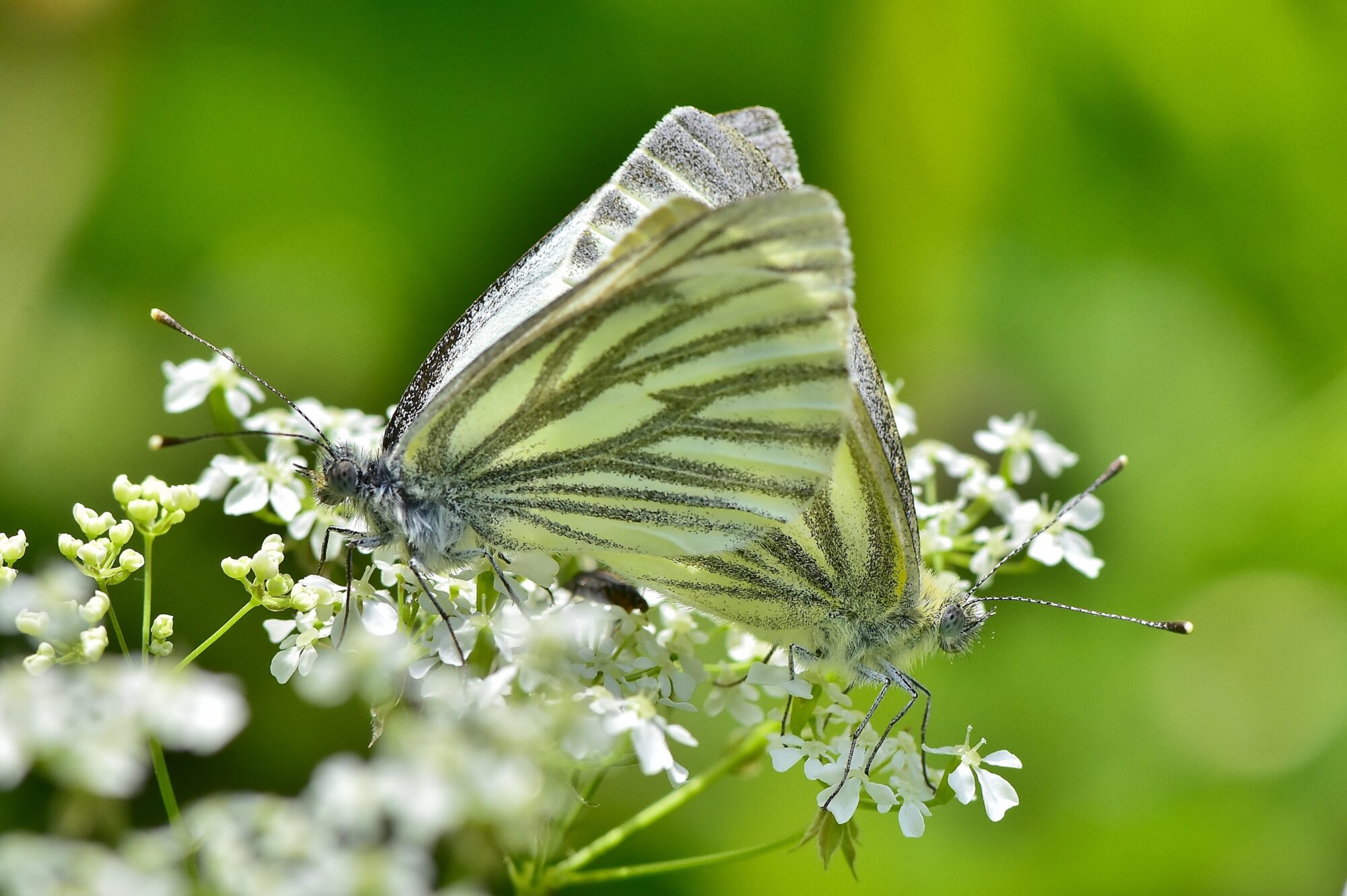 Valokuvaaja: Markku Pelkonen Valokuvaaja: Markku Pelkonen