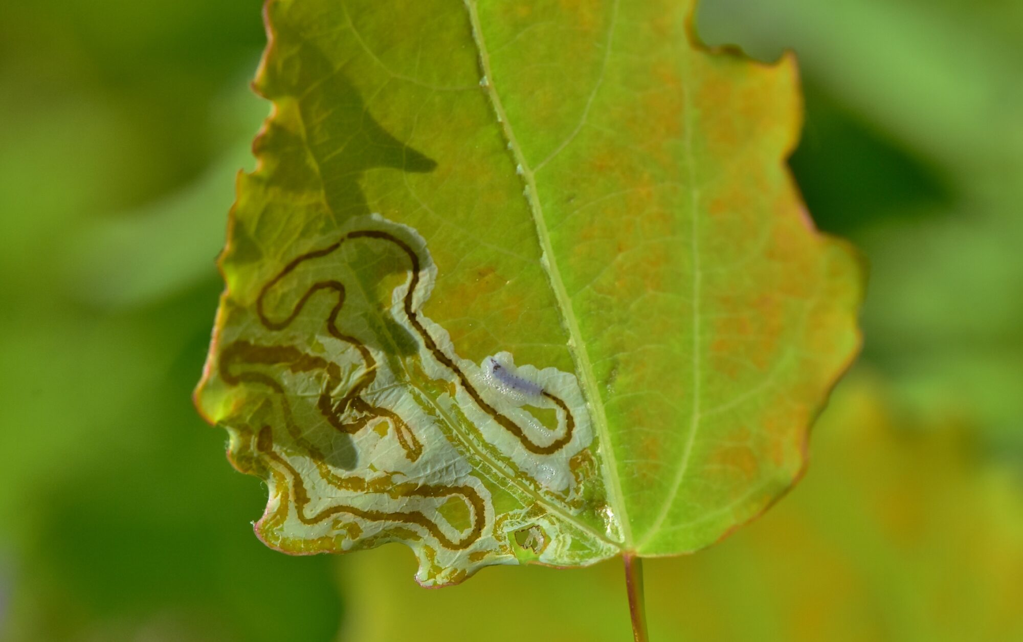 Valokuvaaja: Markku Pelkonen