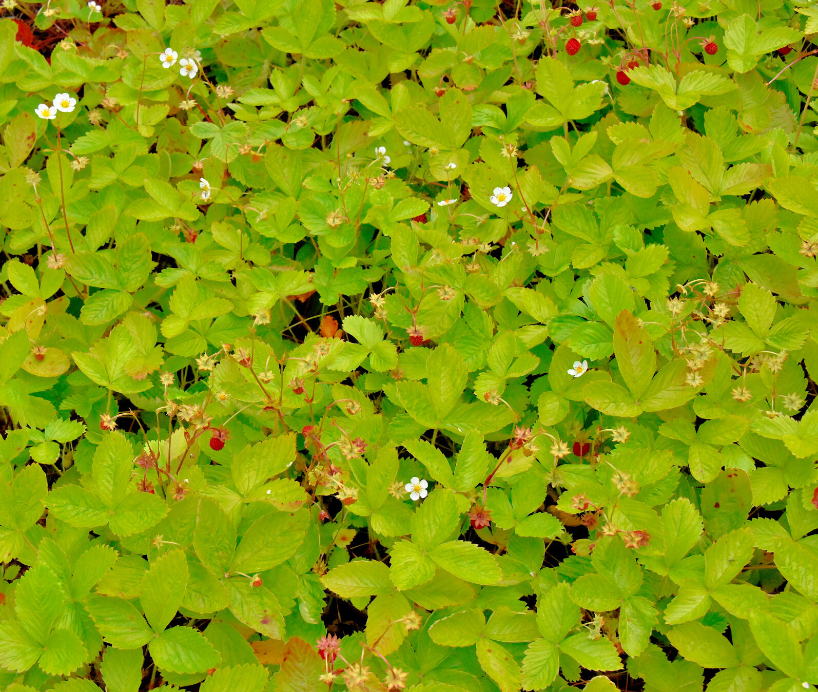 Valokuvaaja: Reijo Juurinen Valokuvaaja: Reijo Juurinen