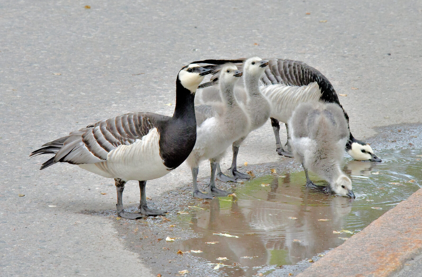 Valokuvaaja: Reijo Juurinen