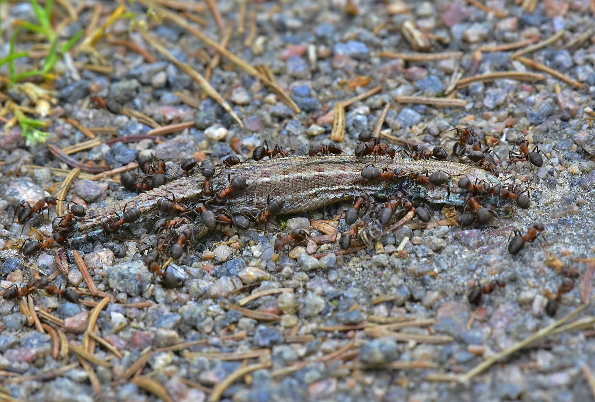 Valokuvaaja: Markku Pelkonen