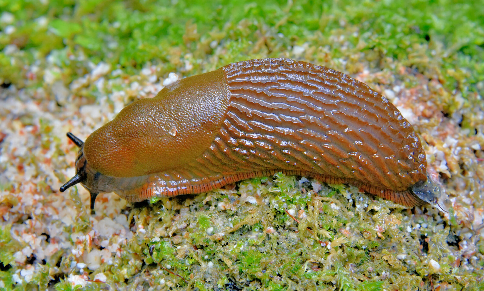 Valokuvaaja: Reijo Juurinen