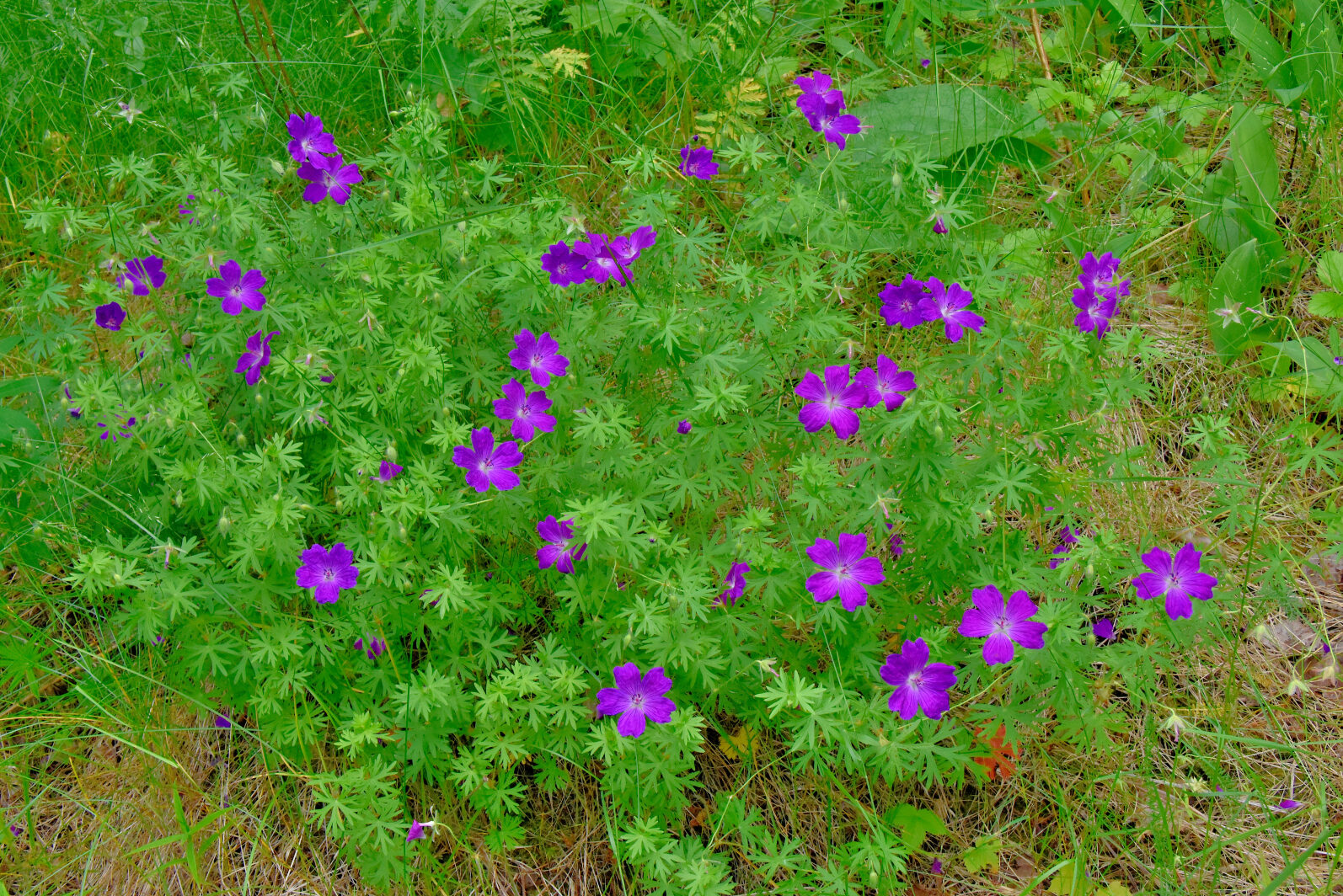 Valokuvaaja: Reijo Juurinen Valokuvaaja: Reijo Juurinen