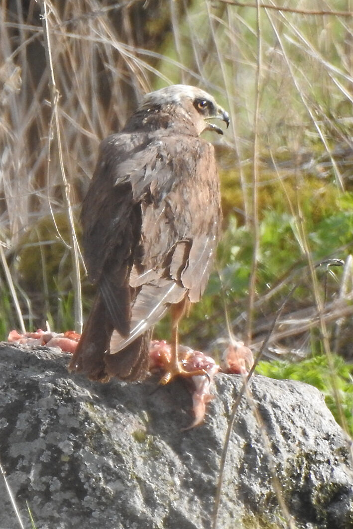 Valokuvaaja: Voitto Pitkänen