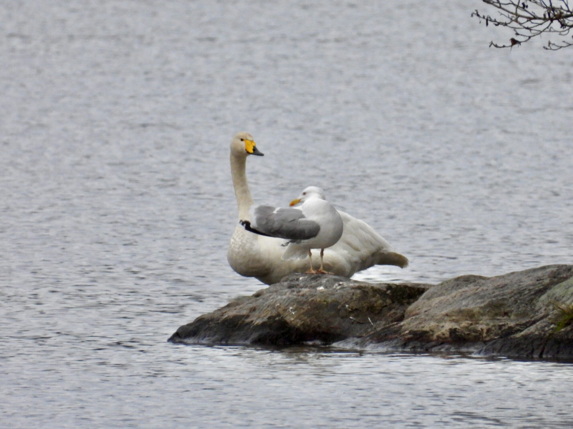 Valokuvaaja: Juhani Peltonen Valokuvaaja: Juhani Peltonen