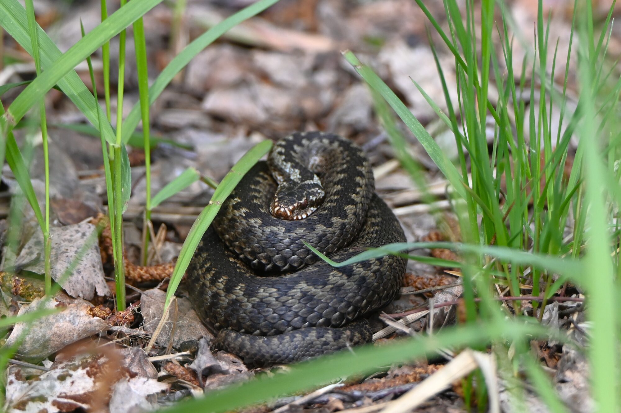 Valokuvaaja: Maarit Siitonen