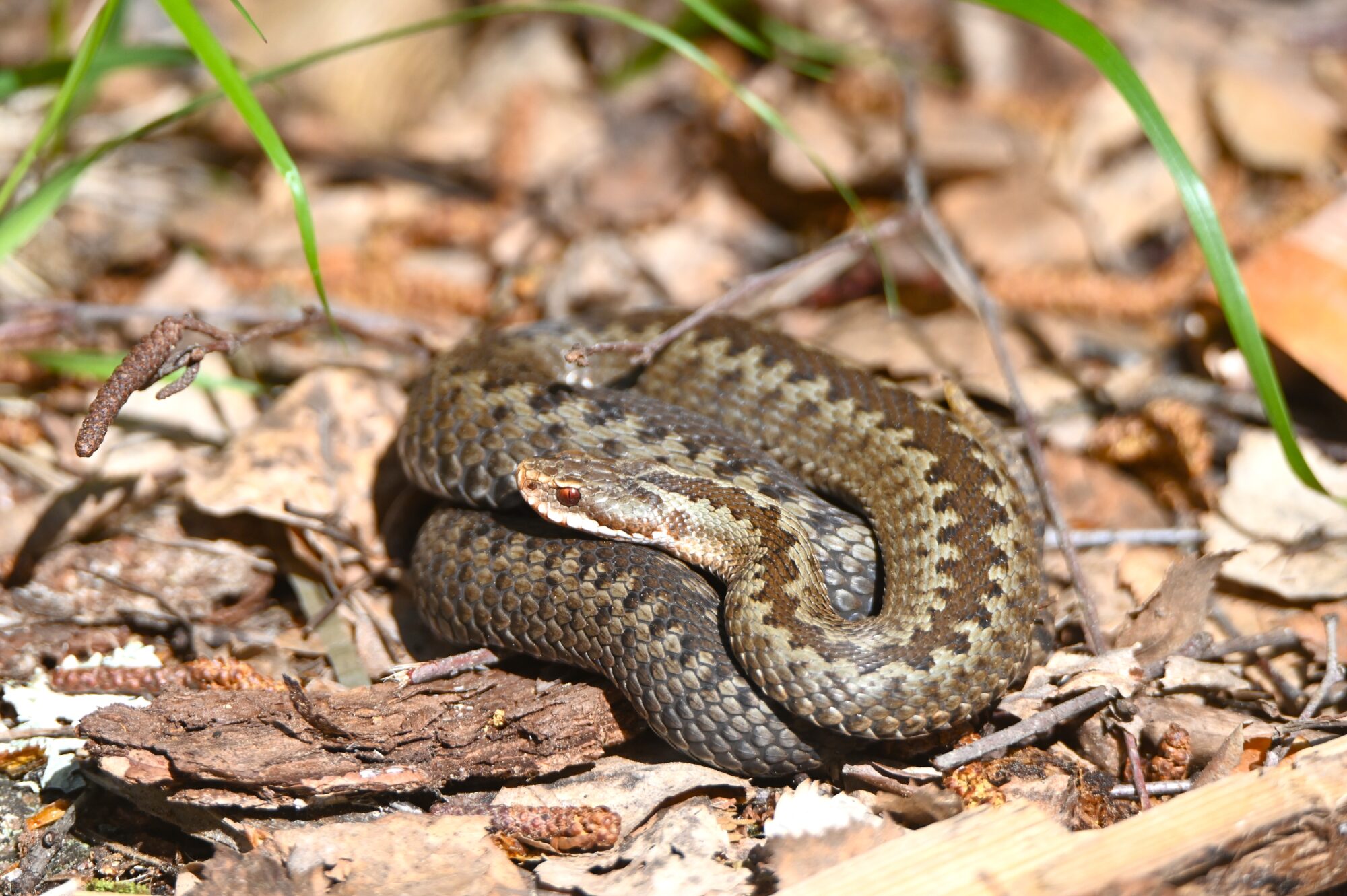 Valokuvaaja: Maarit Siitonen