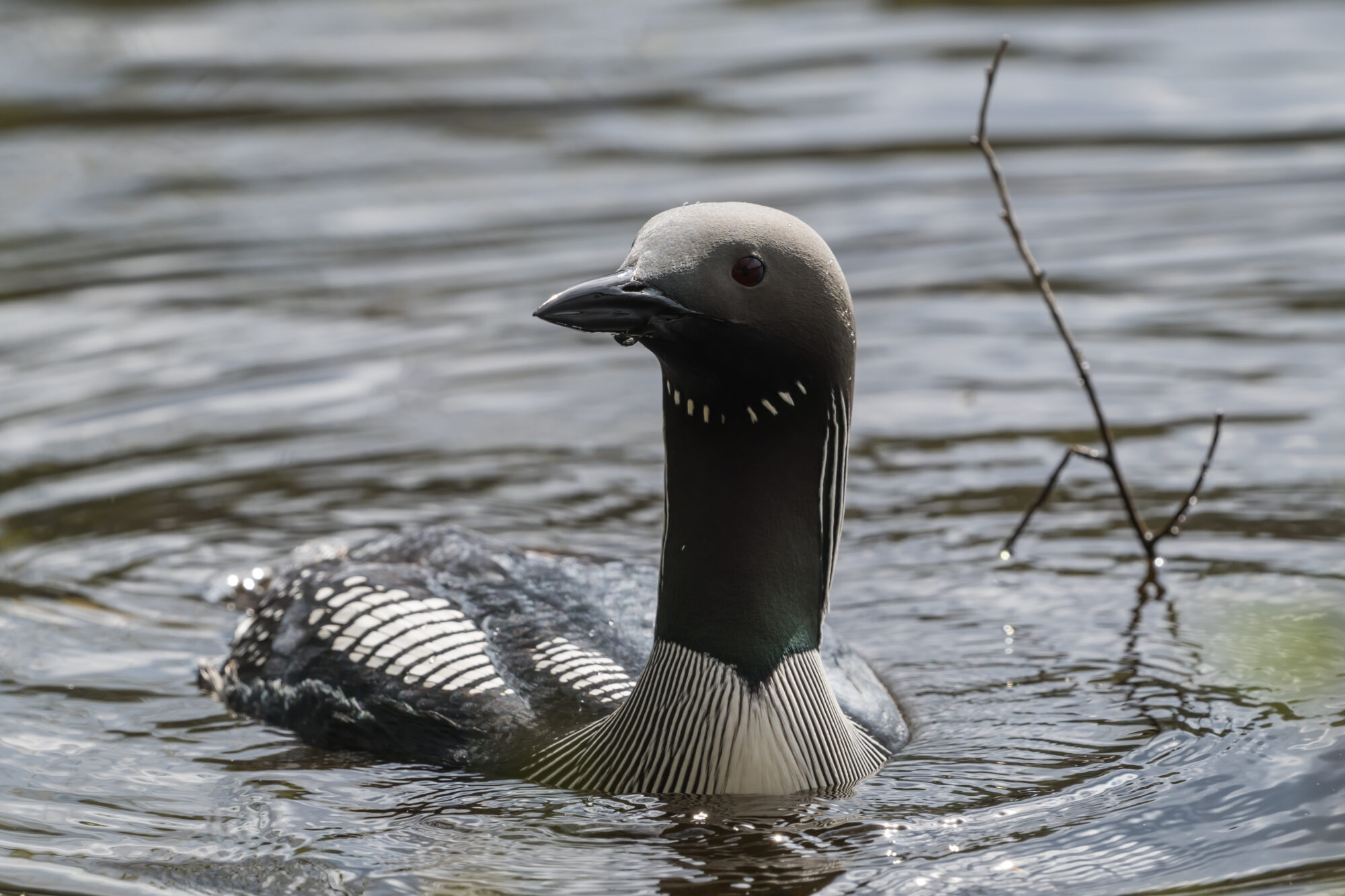Valokuvaaja: Markku Saarinen