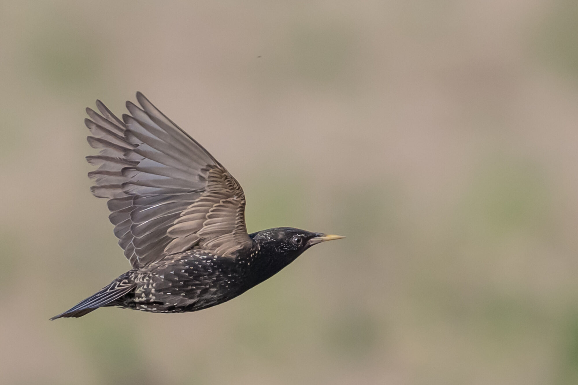 Valokuvaaja: Markku Saarinen Valokuvaaja: Markku Saarinen