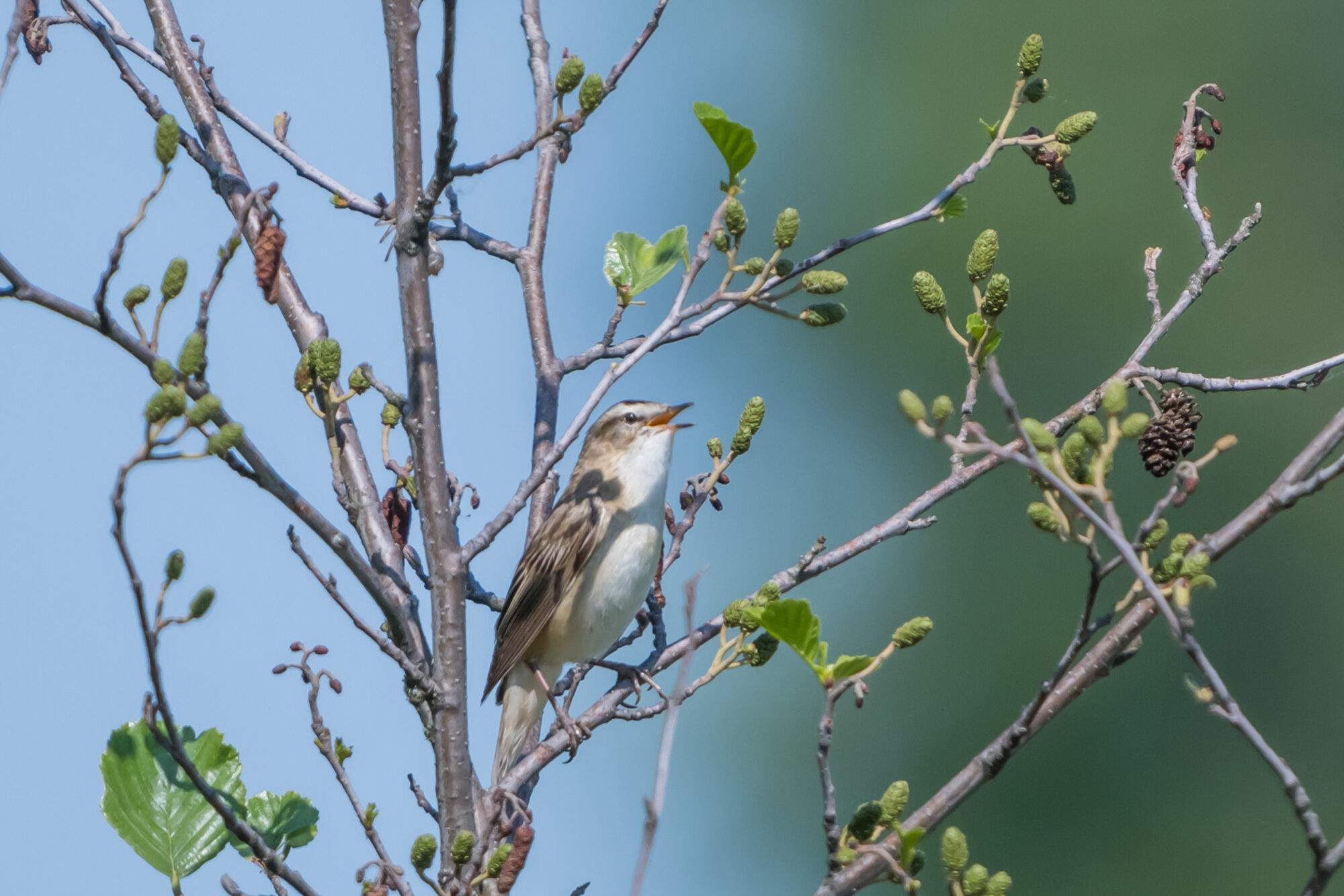 Valokuvaaja: Markku Saarinen