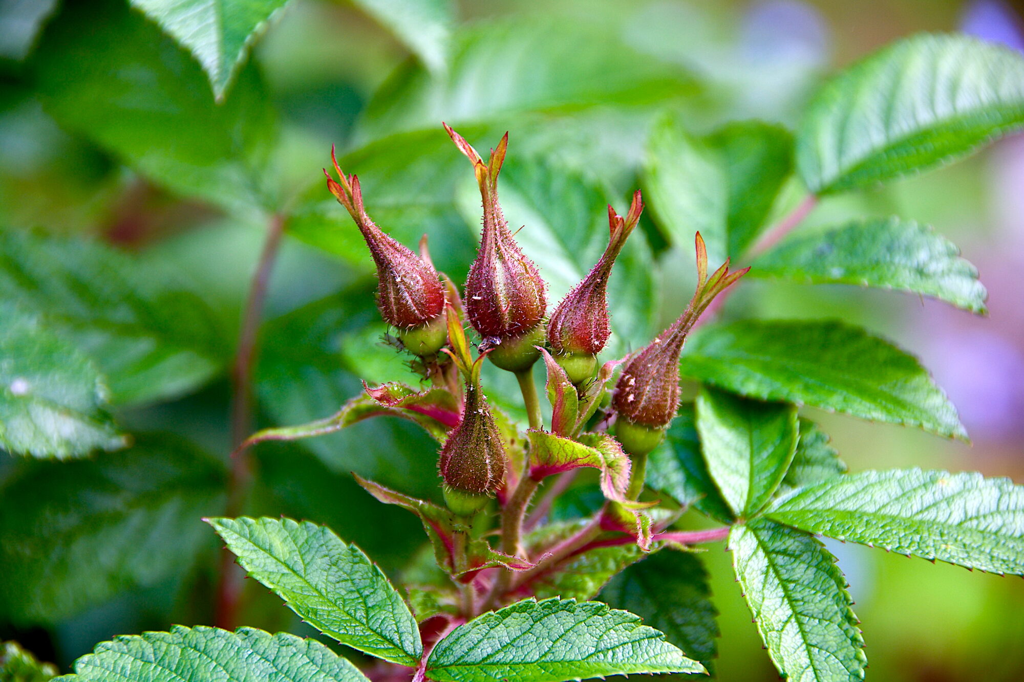 Valokuvaaja: Lasse Rokka