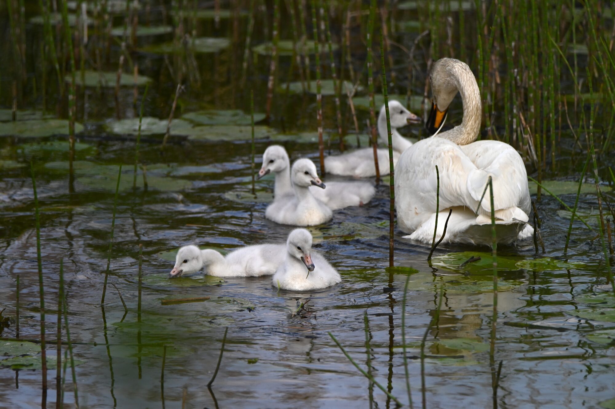 Valokuvaaja: Maarit Siitonen