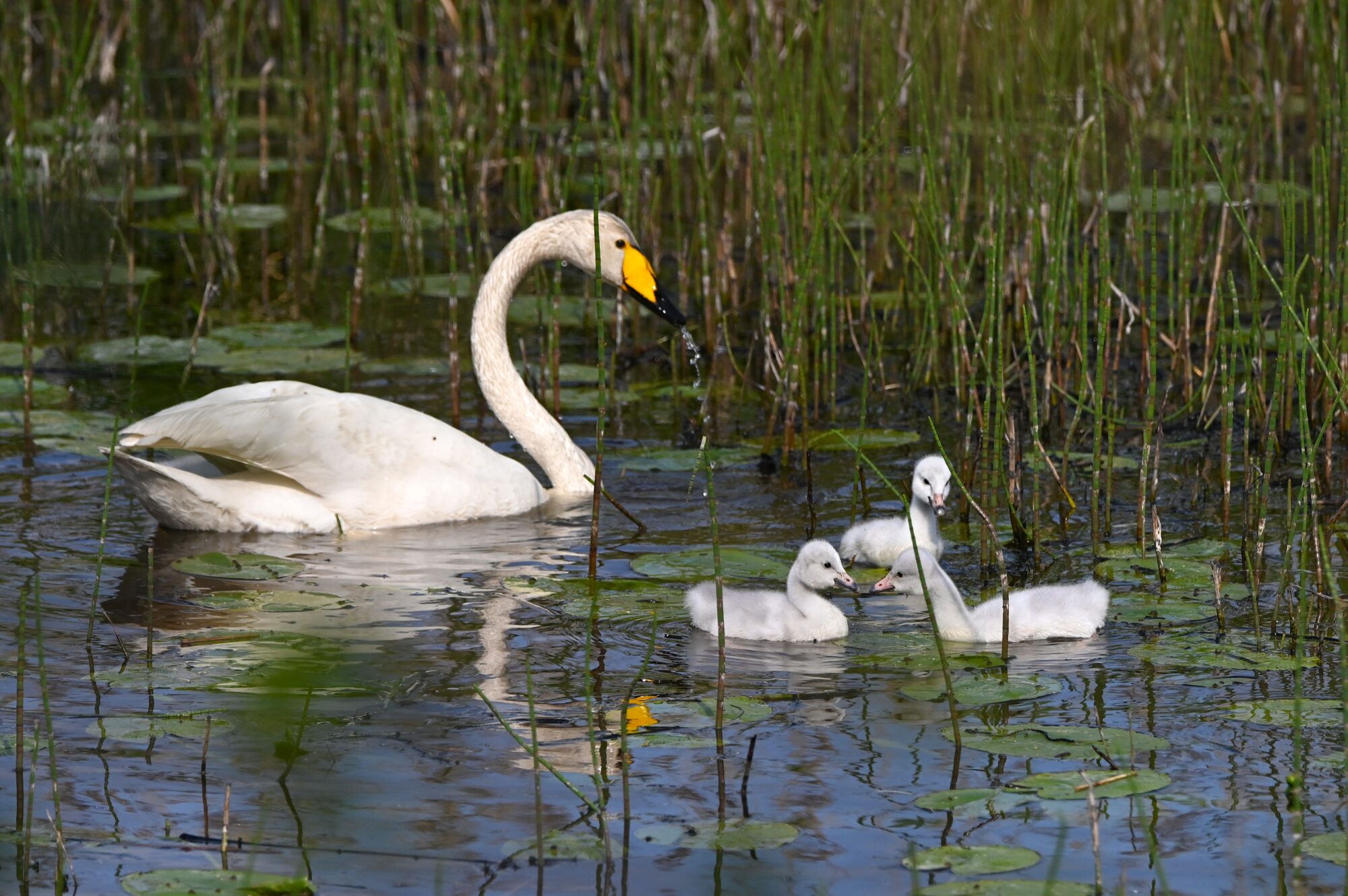 Valokuvaaja: Maarit Siitonen