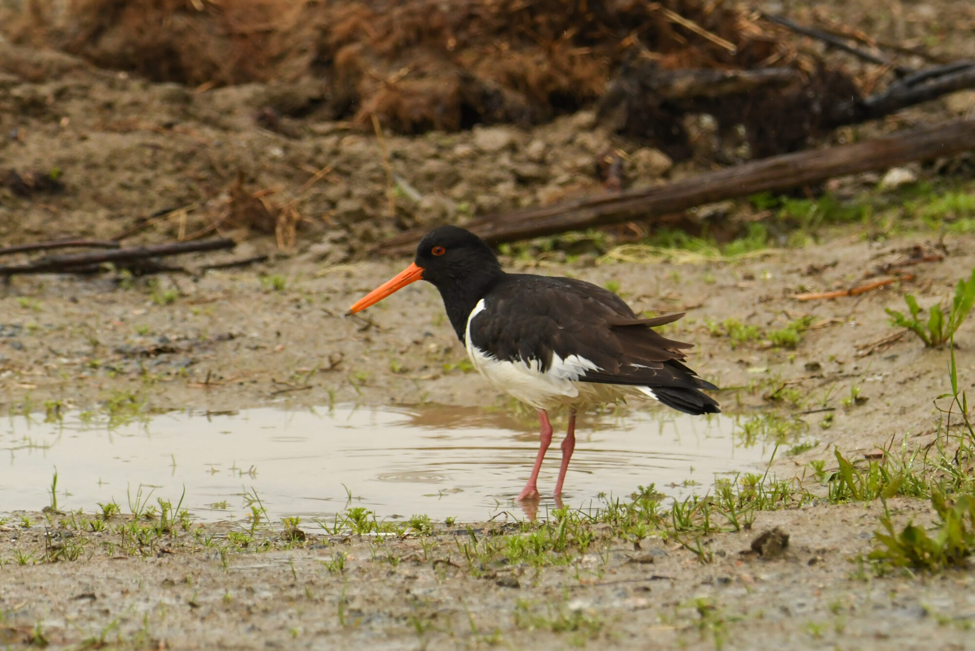 Valokuvaaja: Maija Savolainen Valokuvaaja: Maija Savolainen