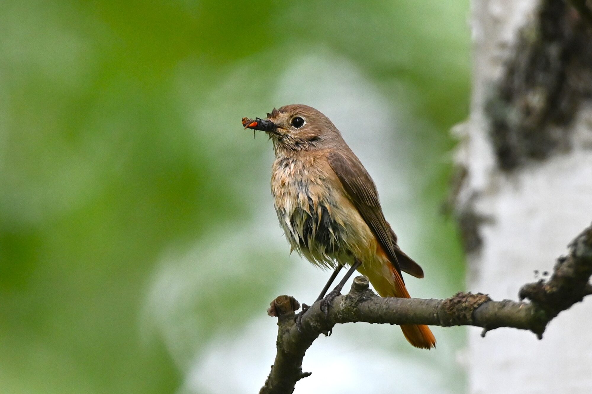 Valokuvaaja: Maarit Siitonen