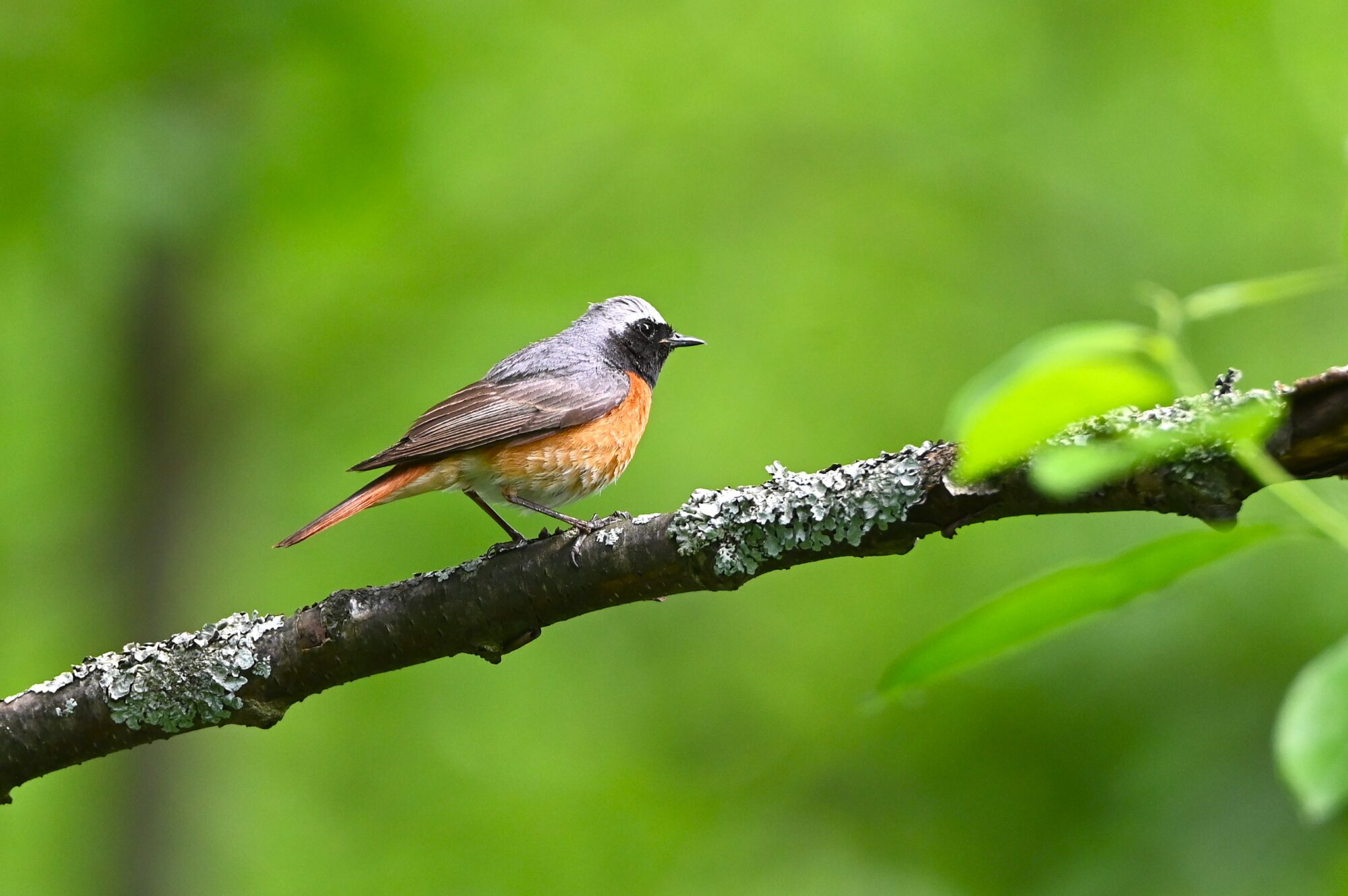 Valokuvaaja: Maarit Siitonen