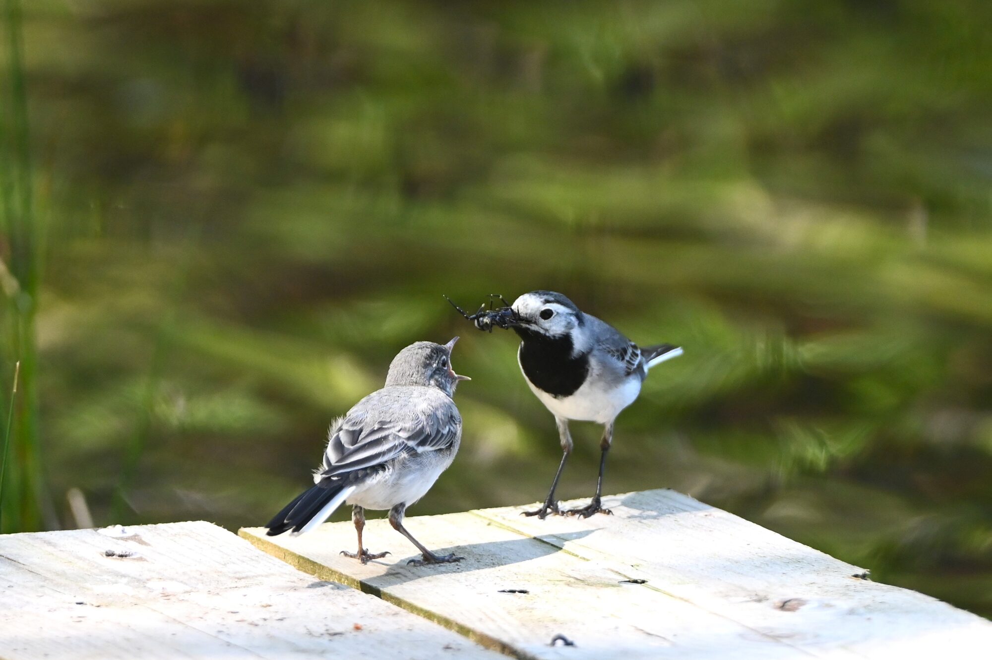 Valokuvaaja: Maarit Siitonen