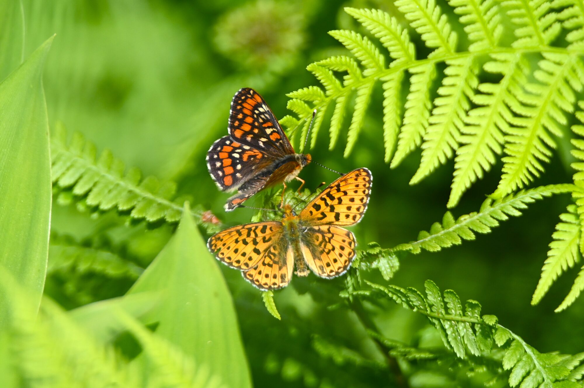 Valokuvaaja: Maarit Siitonen