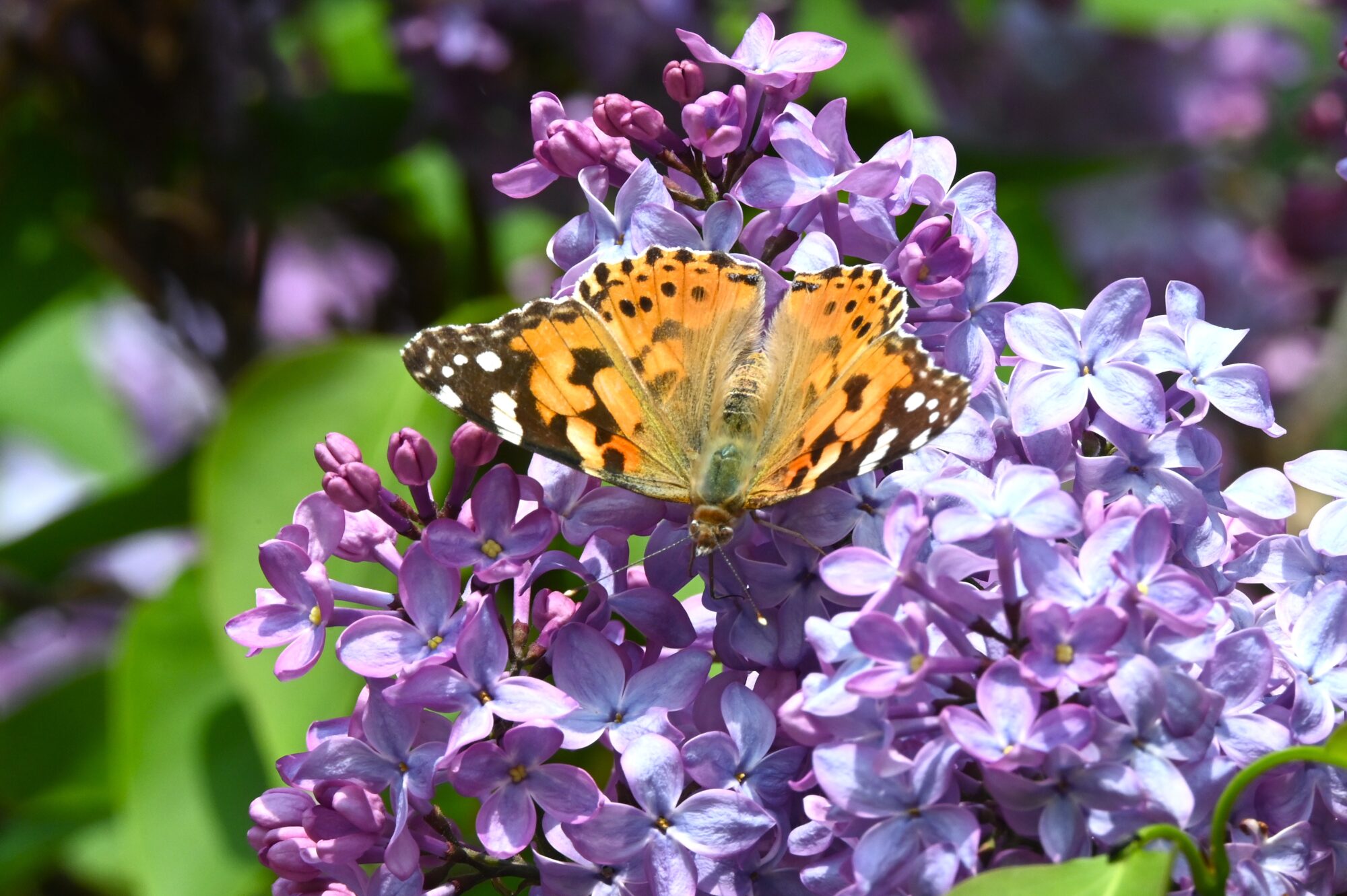 Valokuvaaja: Maarit Siitonen