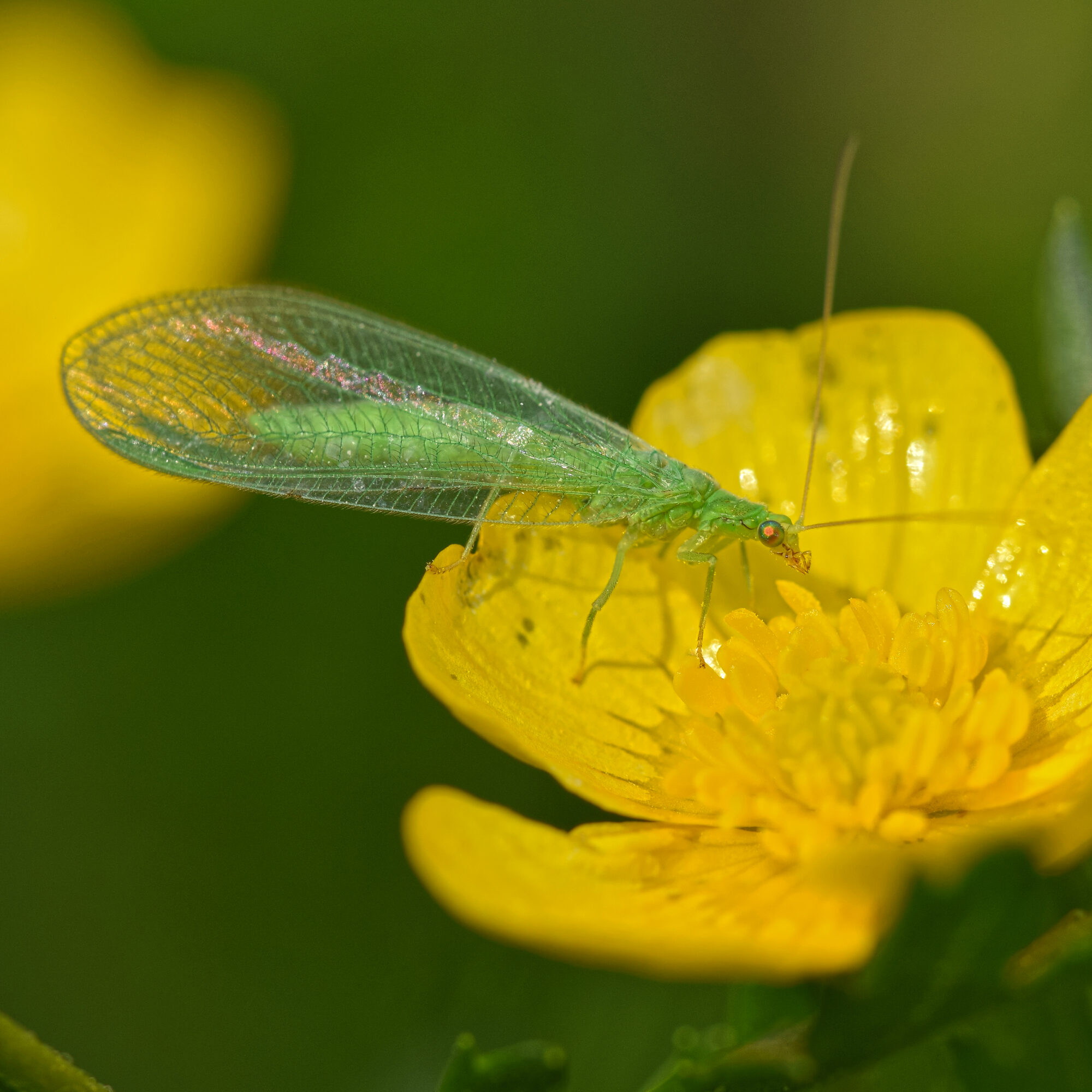 Valokuvaaja: Päivi Kiiskinen-Mustonen Valokuvaaja: Päivi Kiiskinen-Mustonen