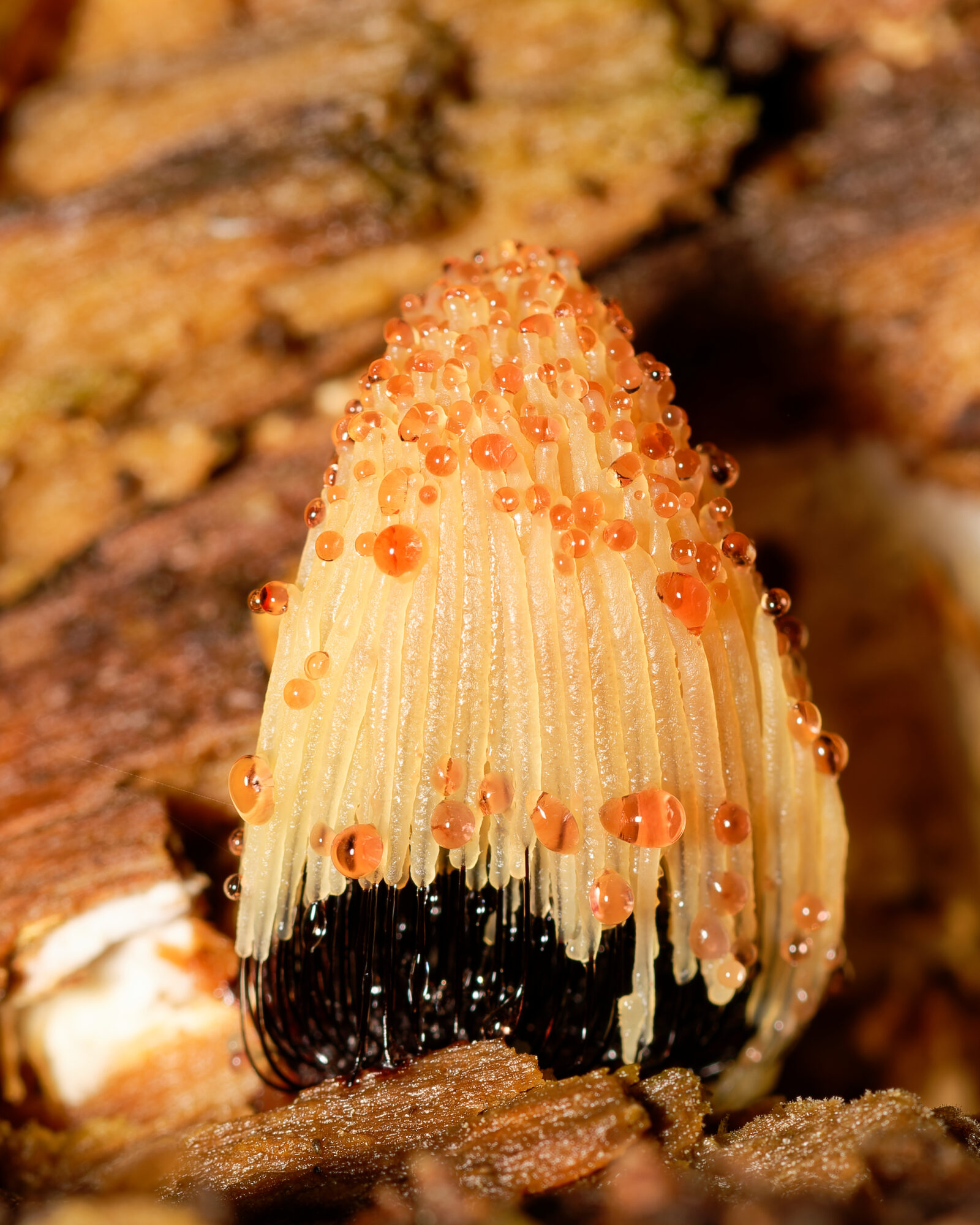 Valokuvaaja: Johan Moraal Valokuvaaja: Johan Moraal